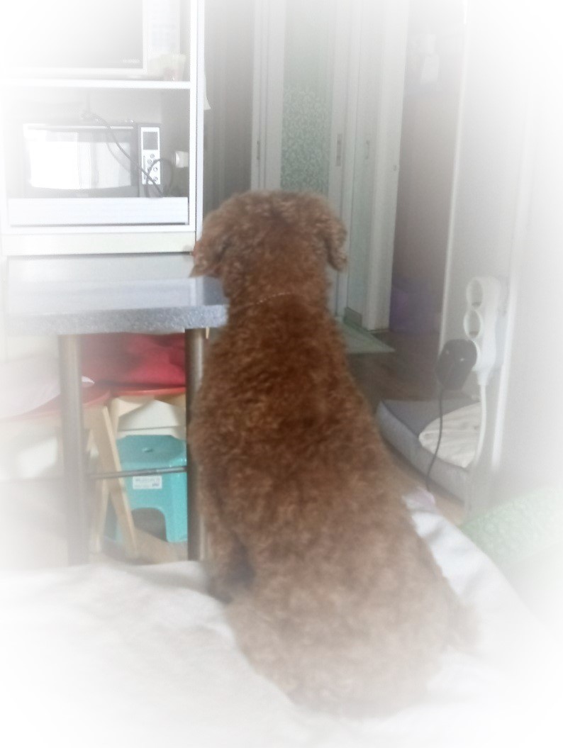 행복이(구 군밤이)의 한달..