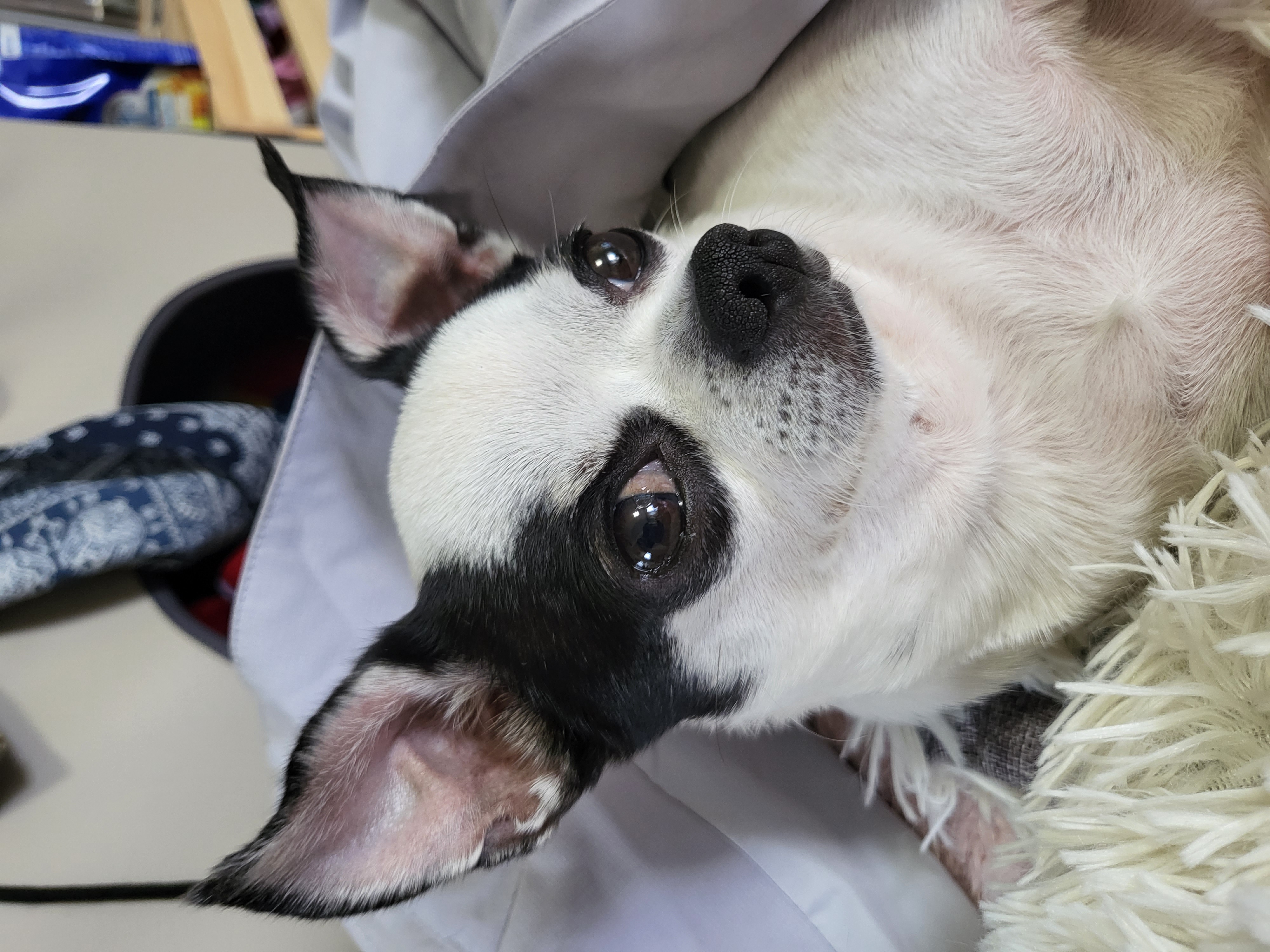 방울이(사곤이) 세달째 이야기