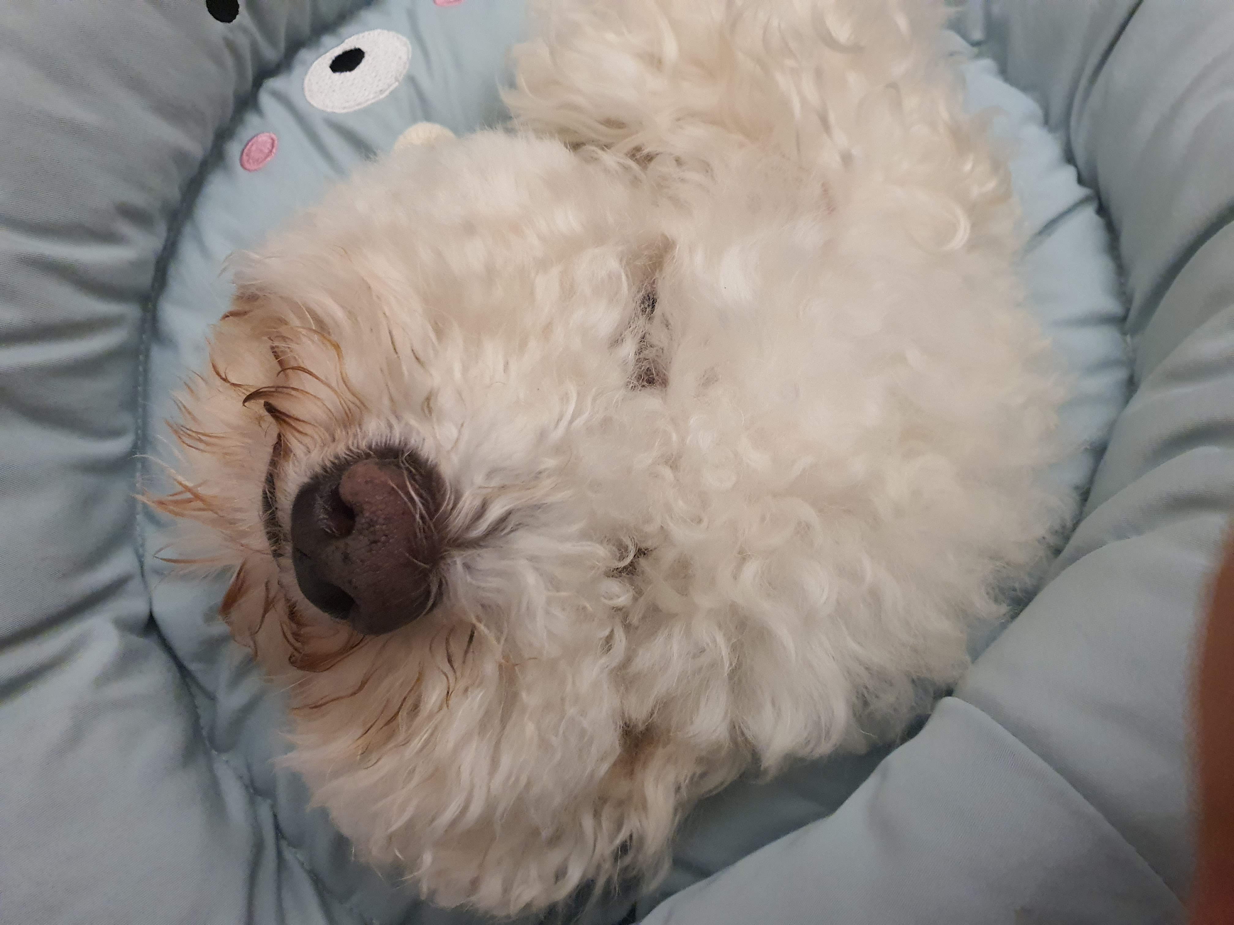 최고다(레일이) 입양 4개월 후기❤