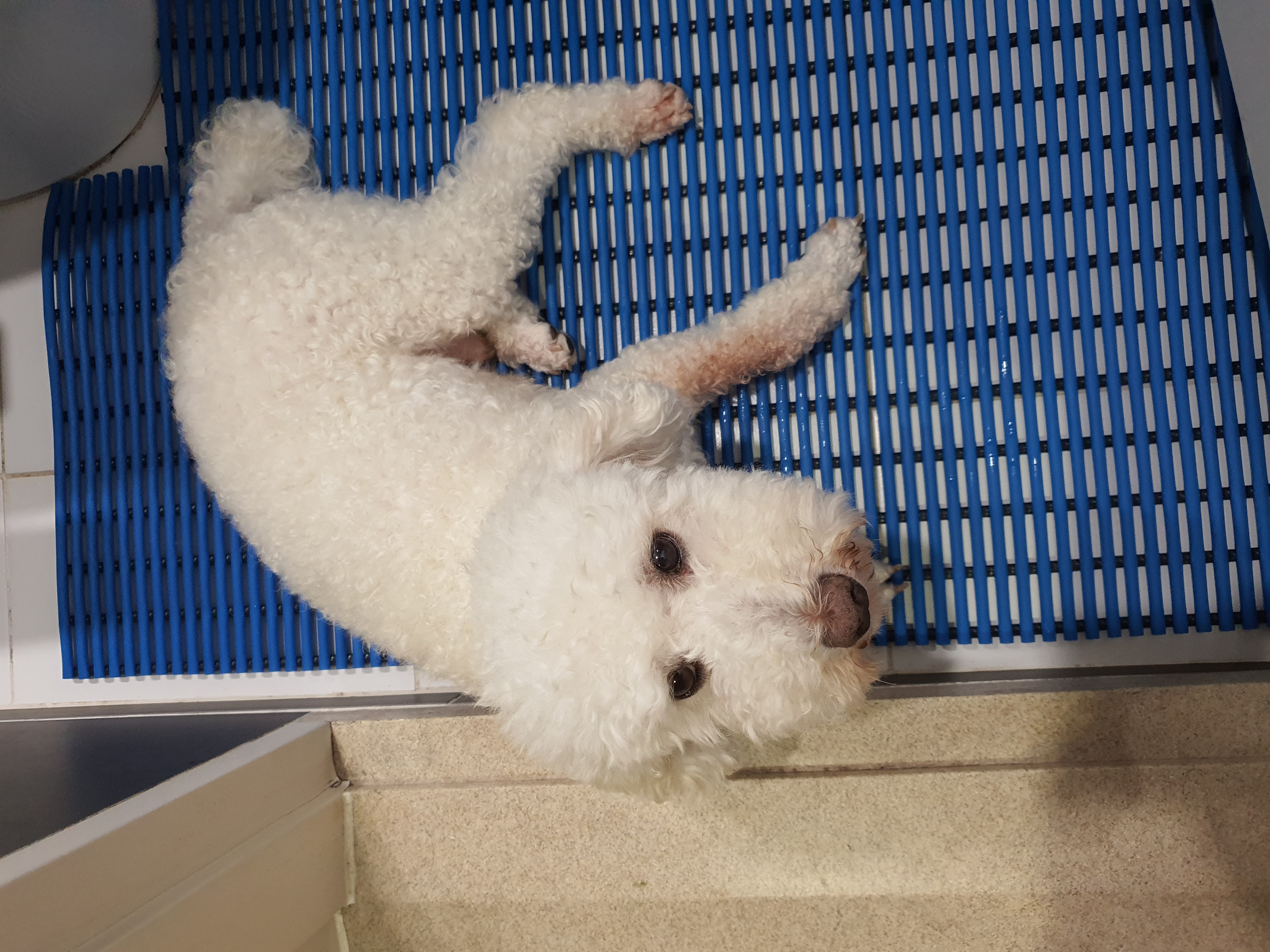 최고다(레일이) 입양 4개월 후기❤