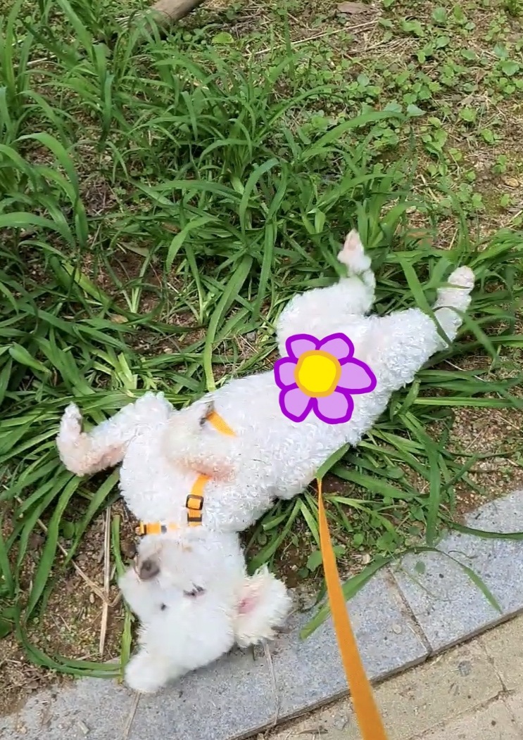 최고다(레일이) 입양 4개월 후기❤