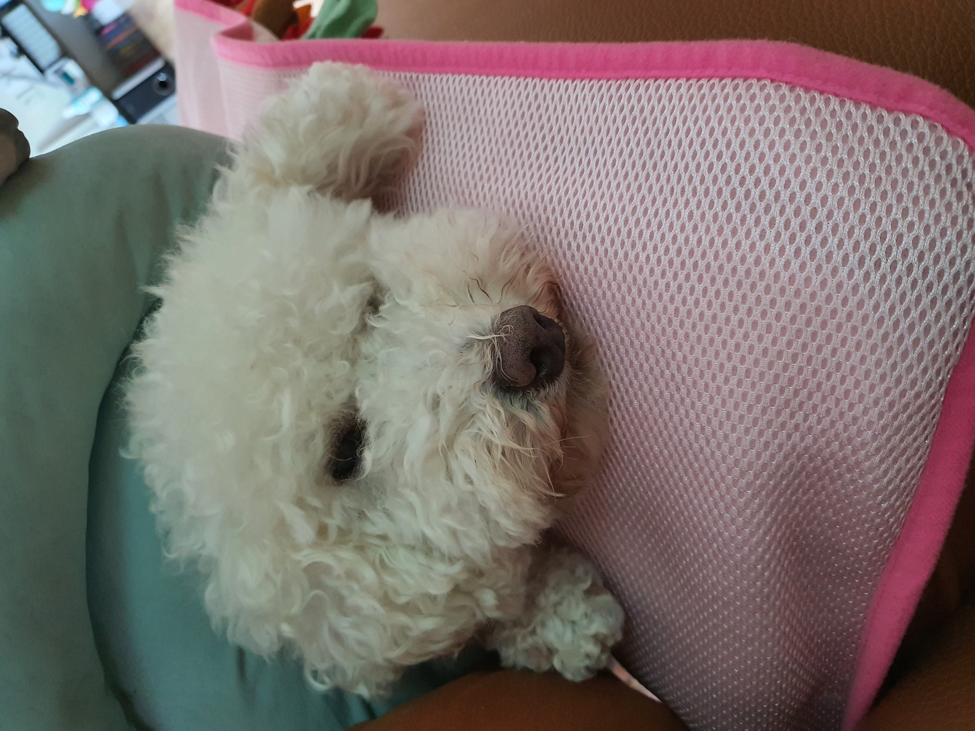 최고다(레일이) 입양 4개월 후기❤