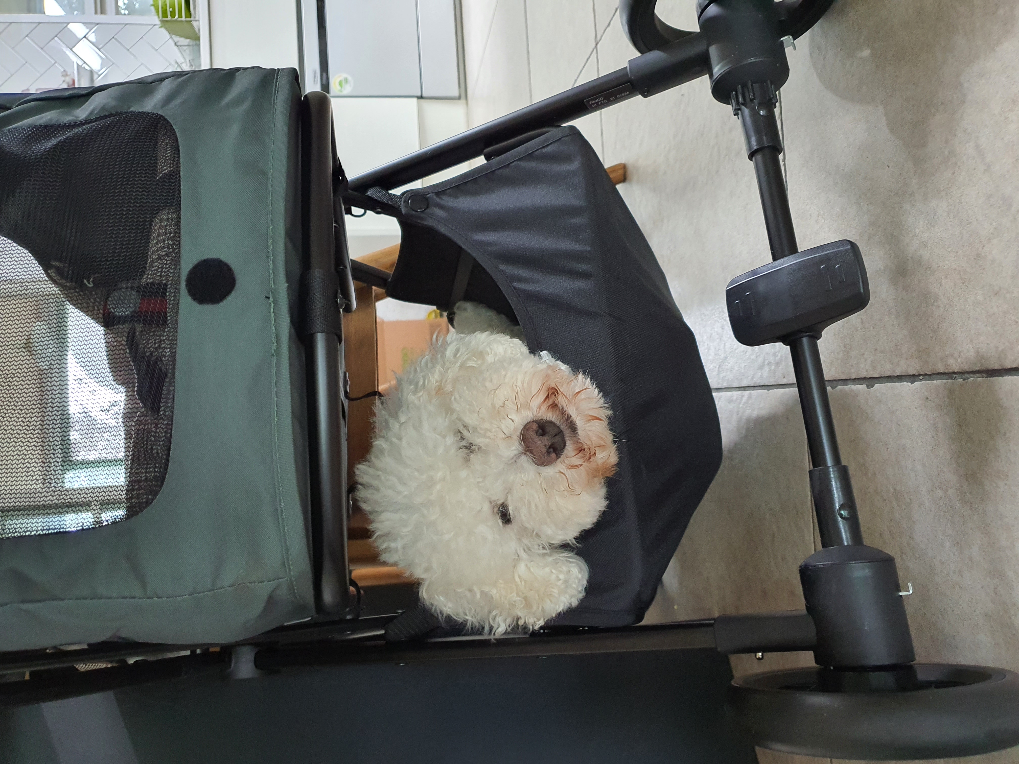 최고다(레일이) 입양 4개월 후기❤