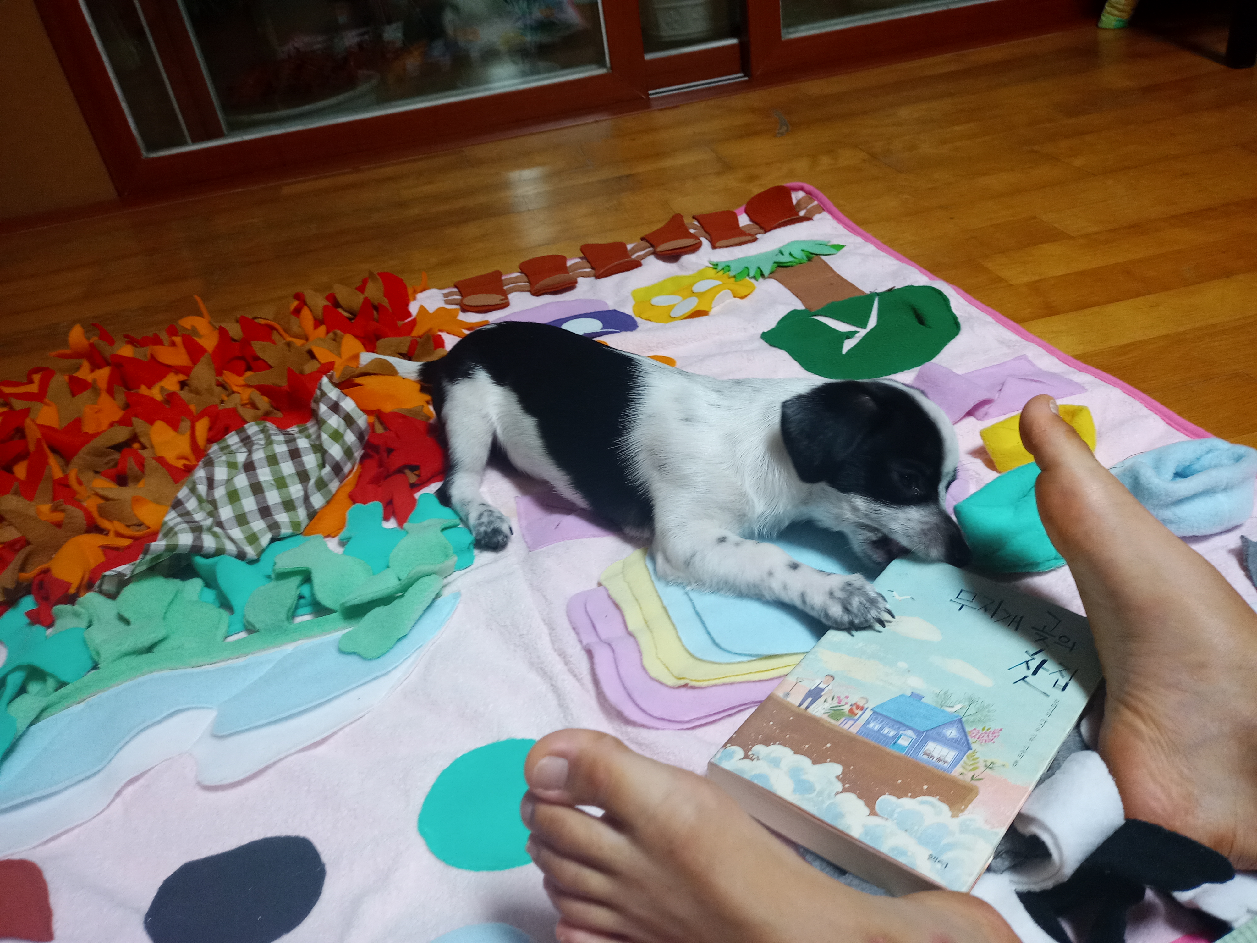 깨비(다일이) 입양 한달 이야기