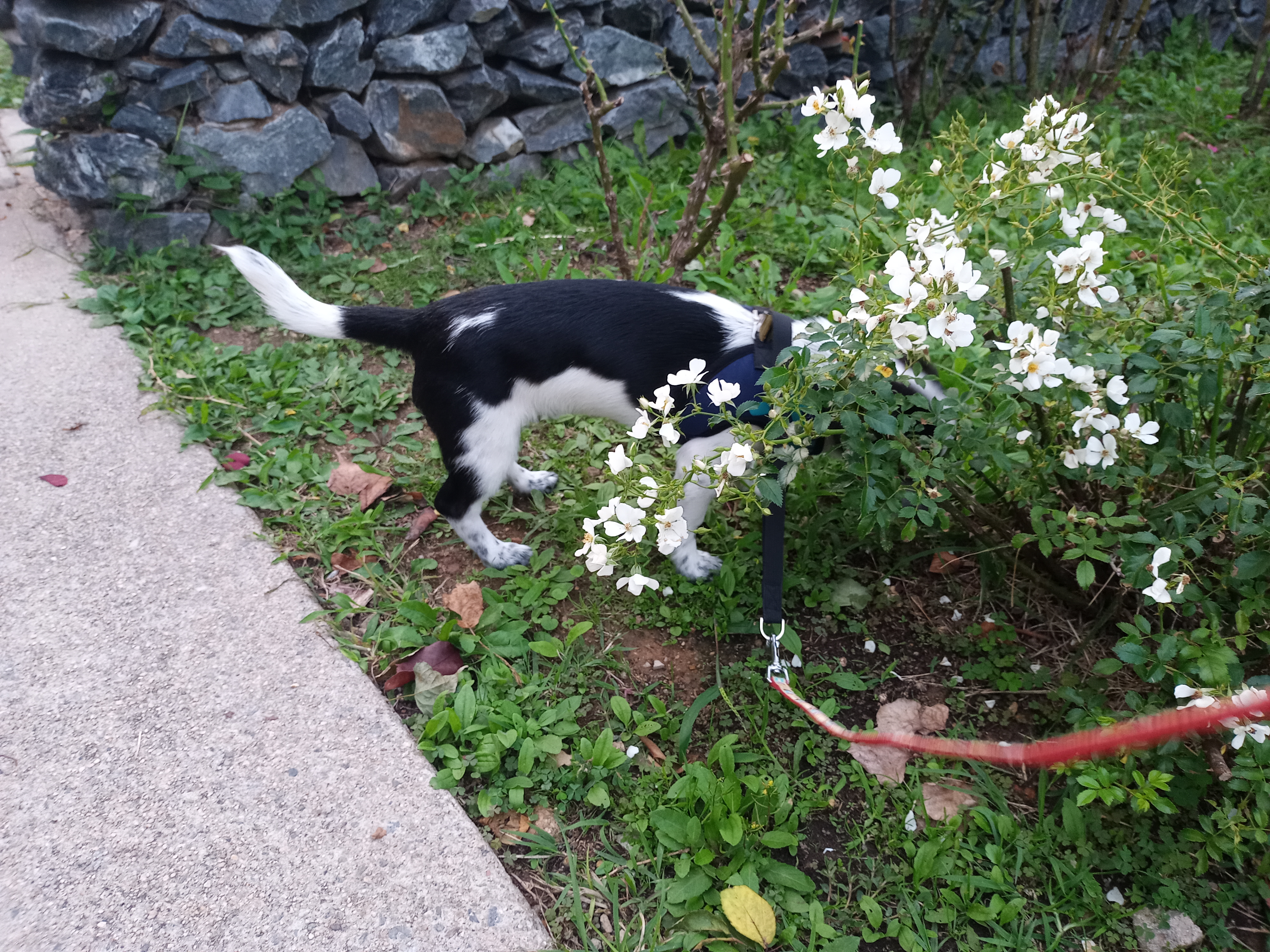 깨비(다일이) 입양 한달 이야기