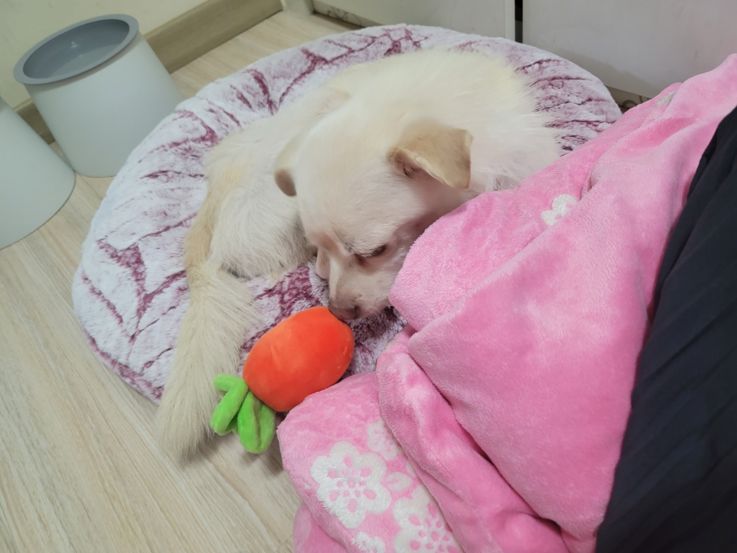 호두(데이지) 근황일기