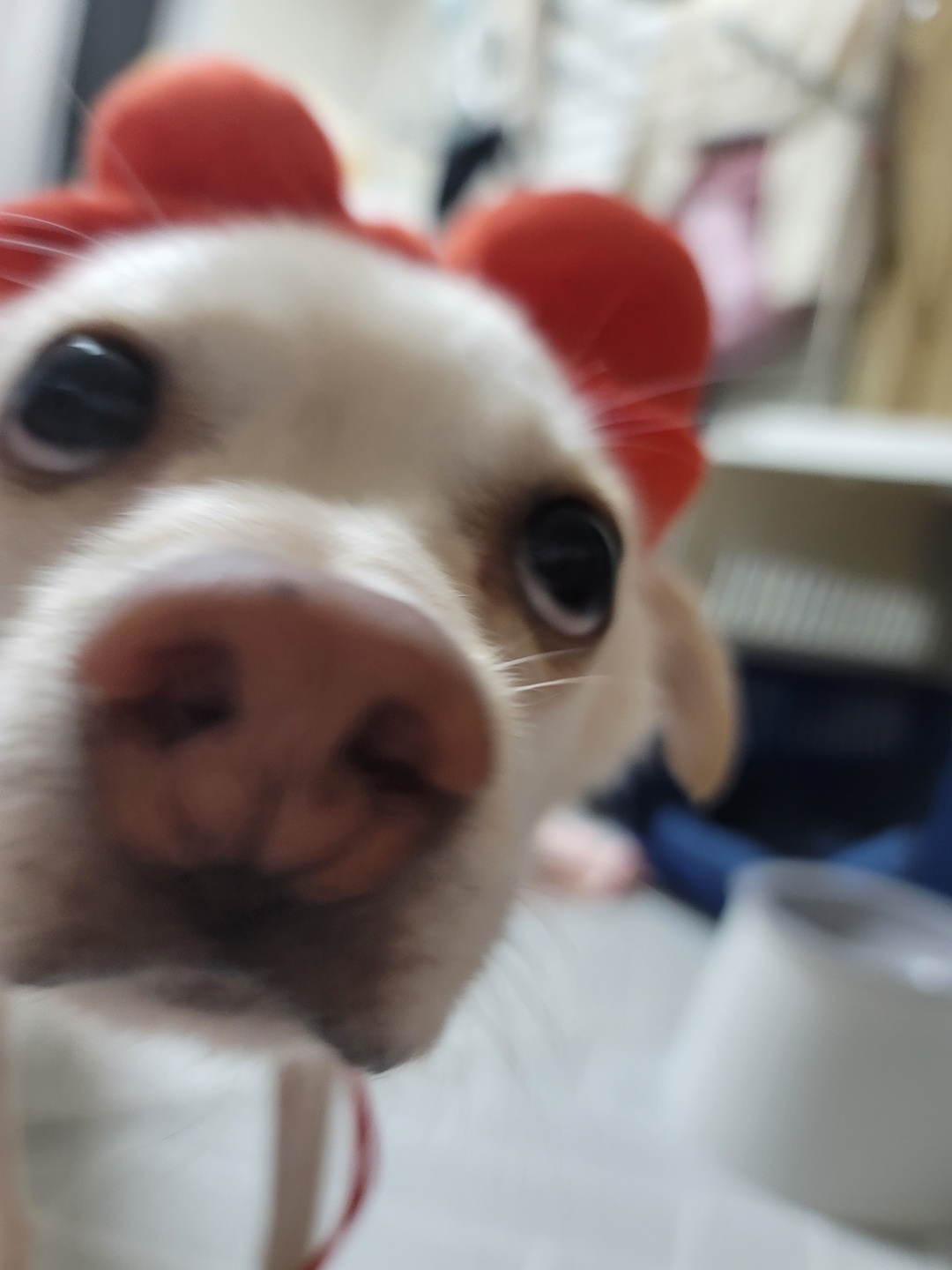 호두(데이지) 근황일기