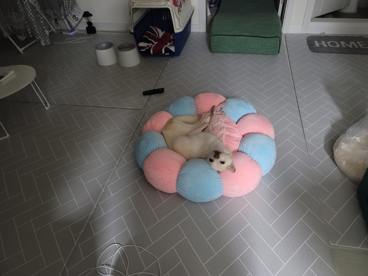 호두(데이지) 근황일기