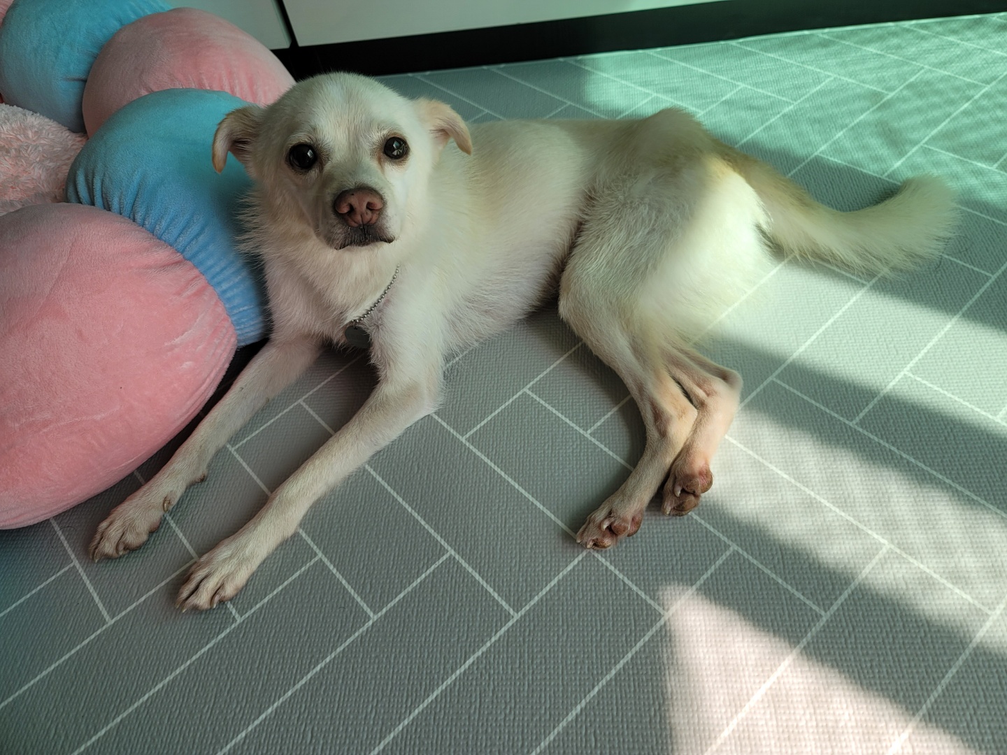 호두(데이지) 근황일기