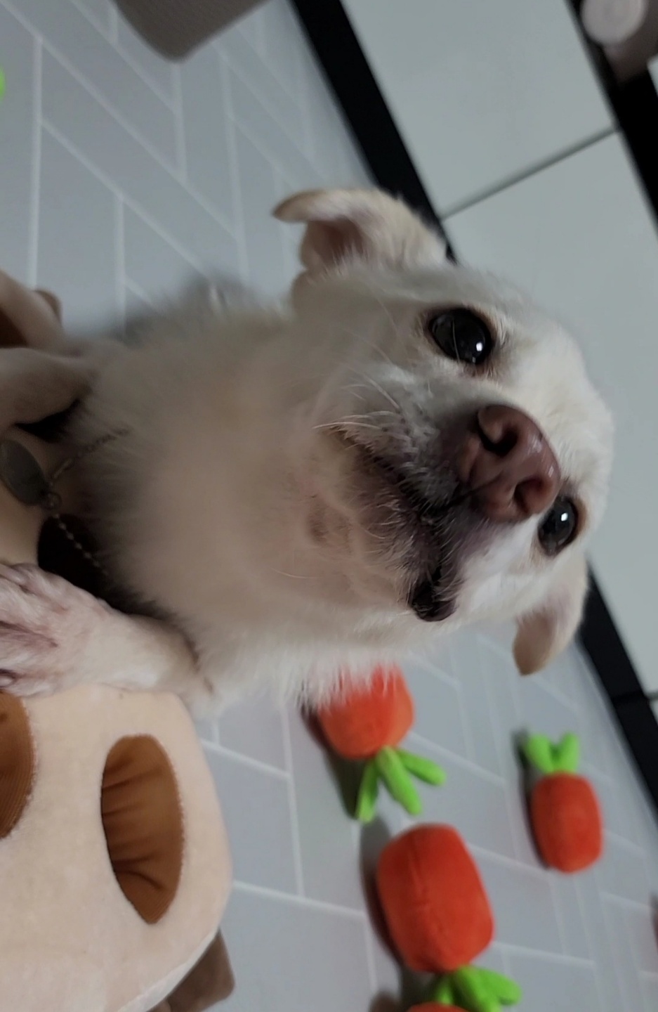 호두(데이지) 근황일기