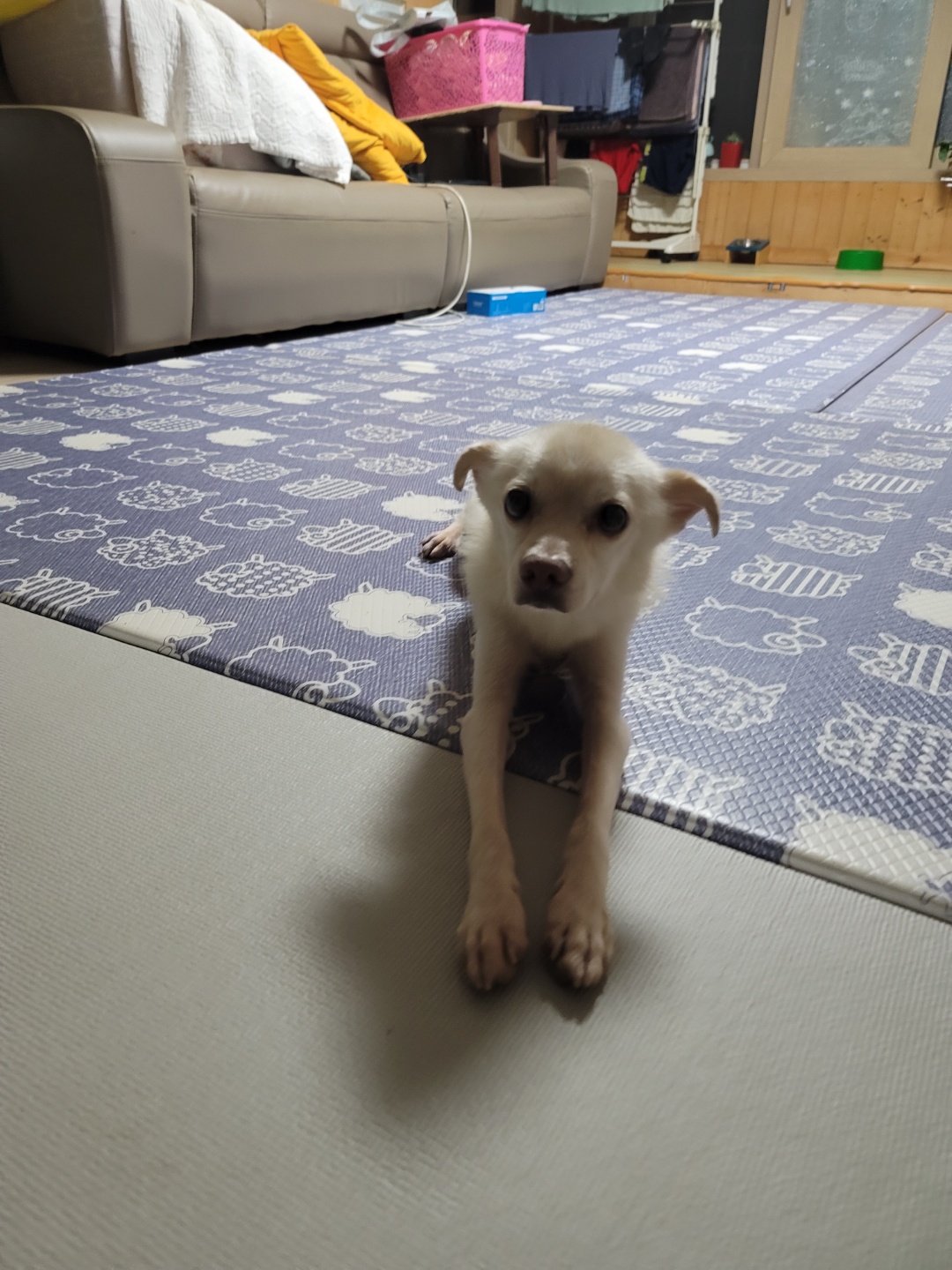 호두(데이지) 근황일기