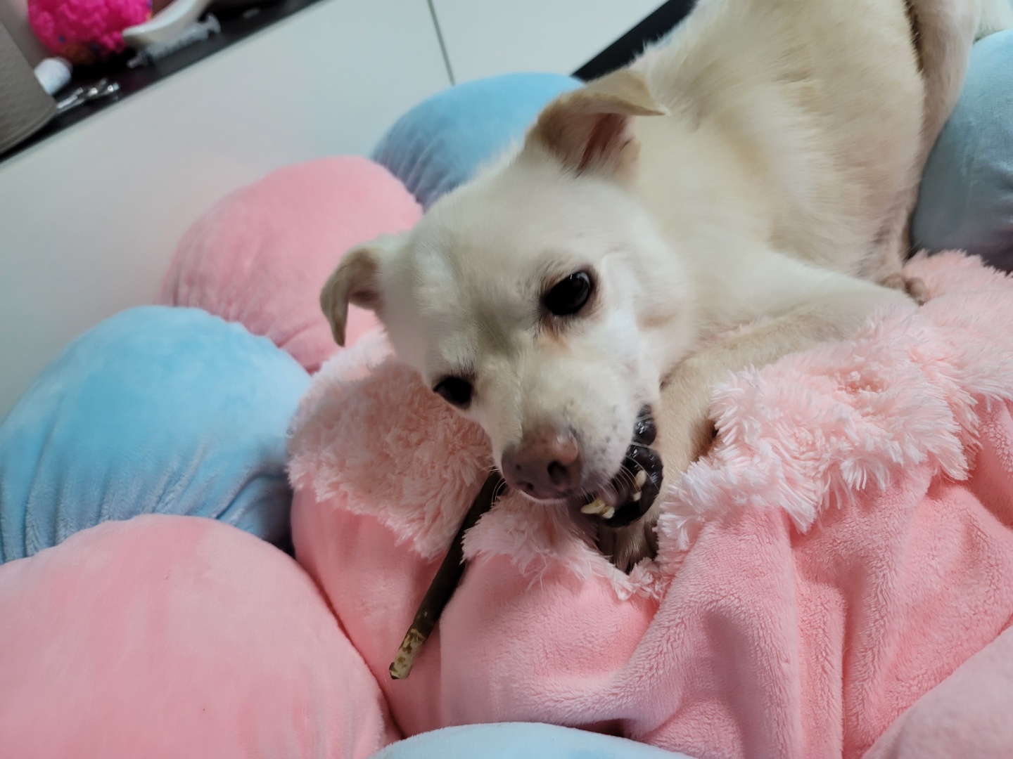 호두(데이지) 근황일기