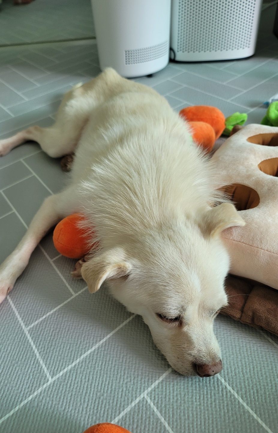 호두(데이지) 근황일기