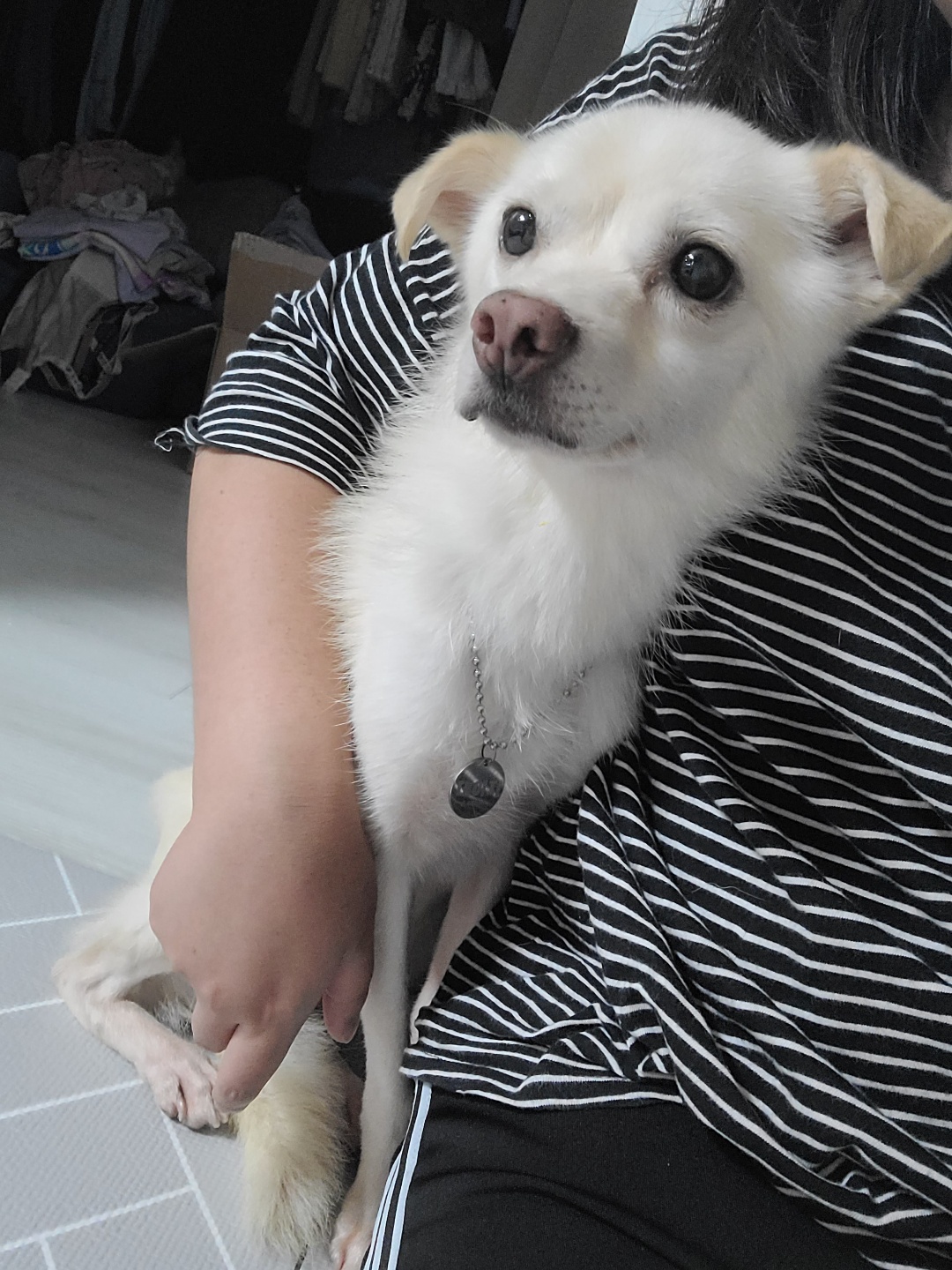 호두(데이지) 근황일기