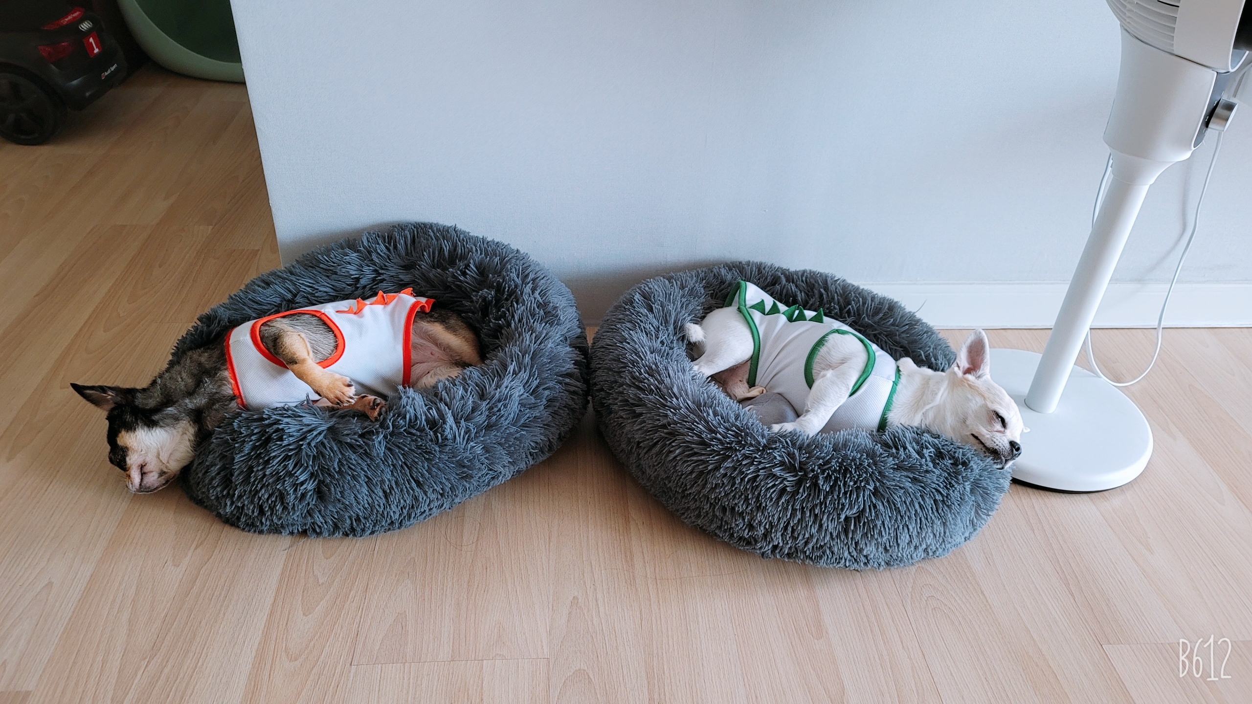 벌써 입양한지 2년