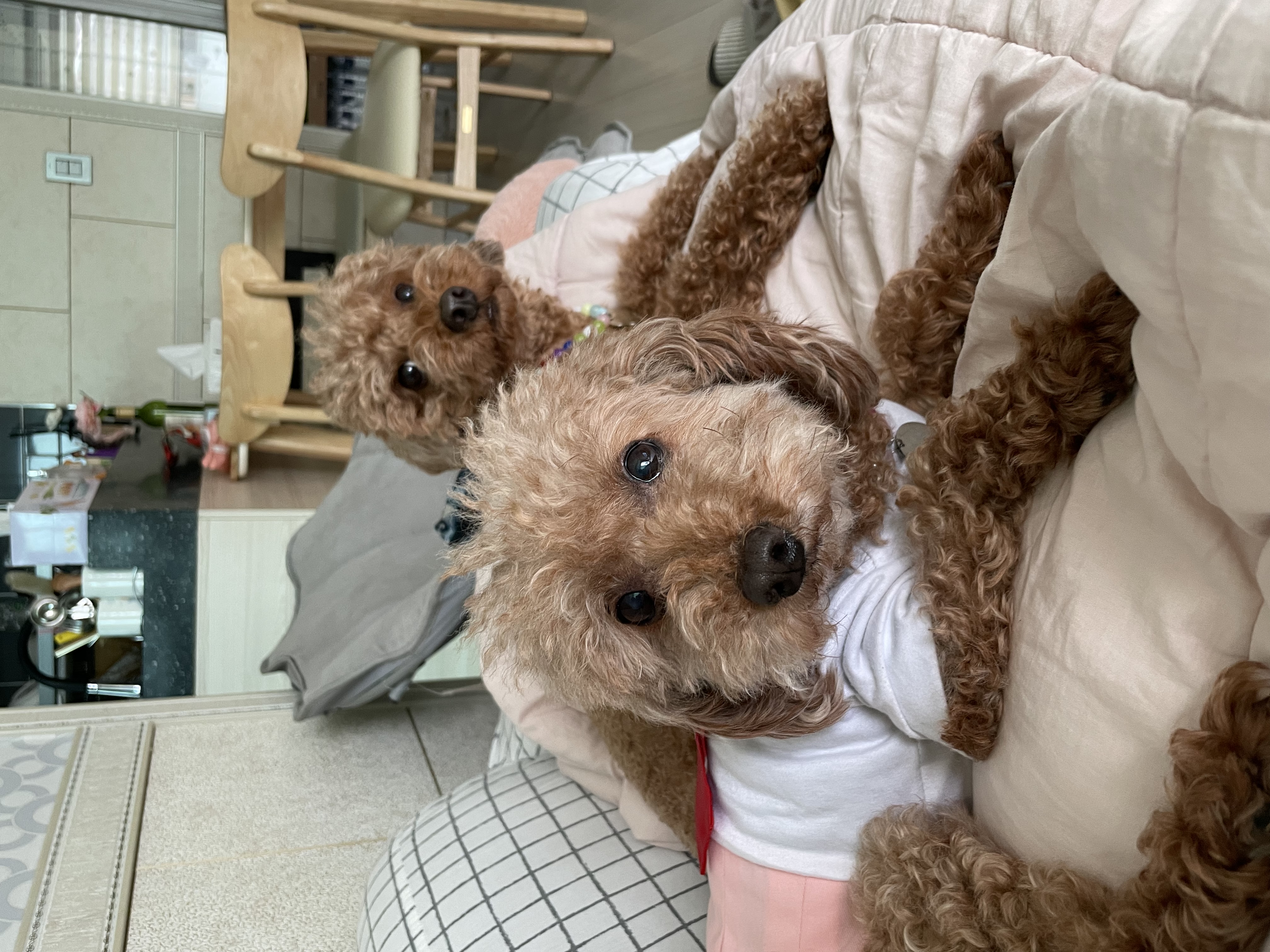 치치 입양 후기 남겨요 