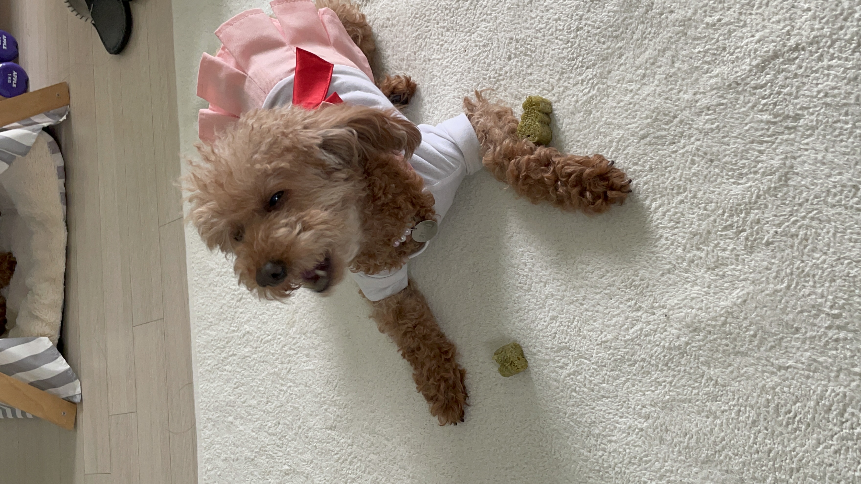 치치 입양 후기 남겨요 