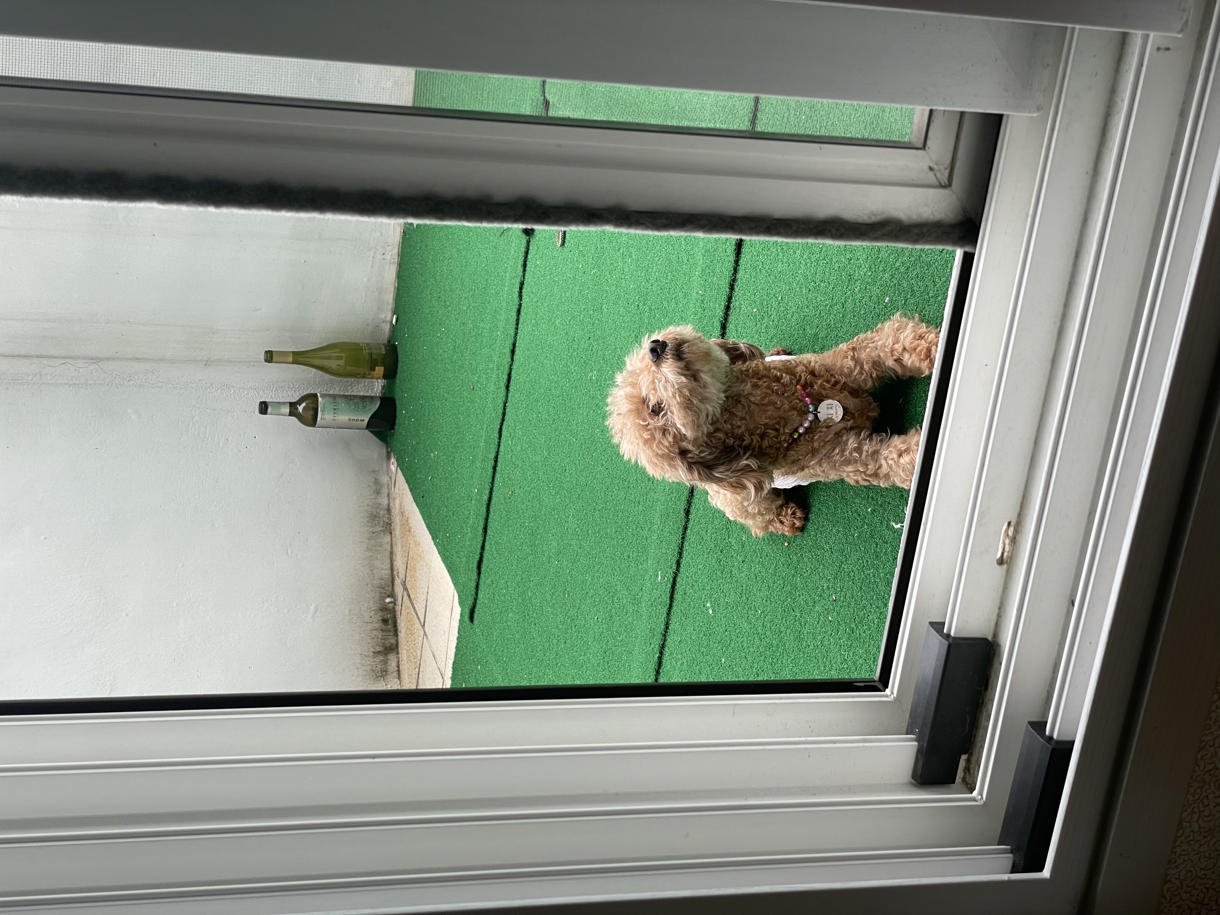 치치 입양 후기 남겨요 