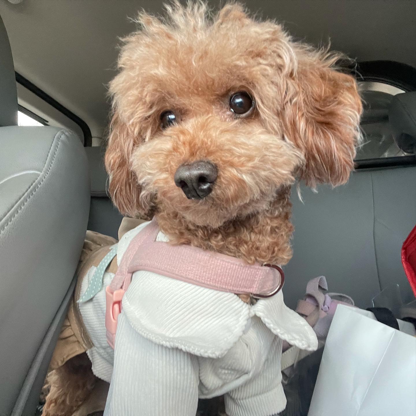 치치 입양 후기 남겨요 