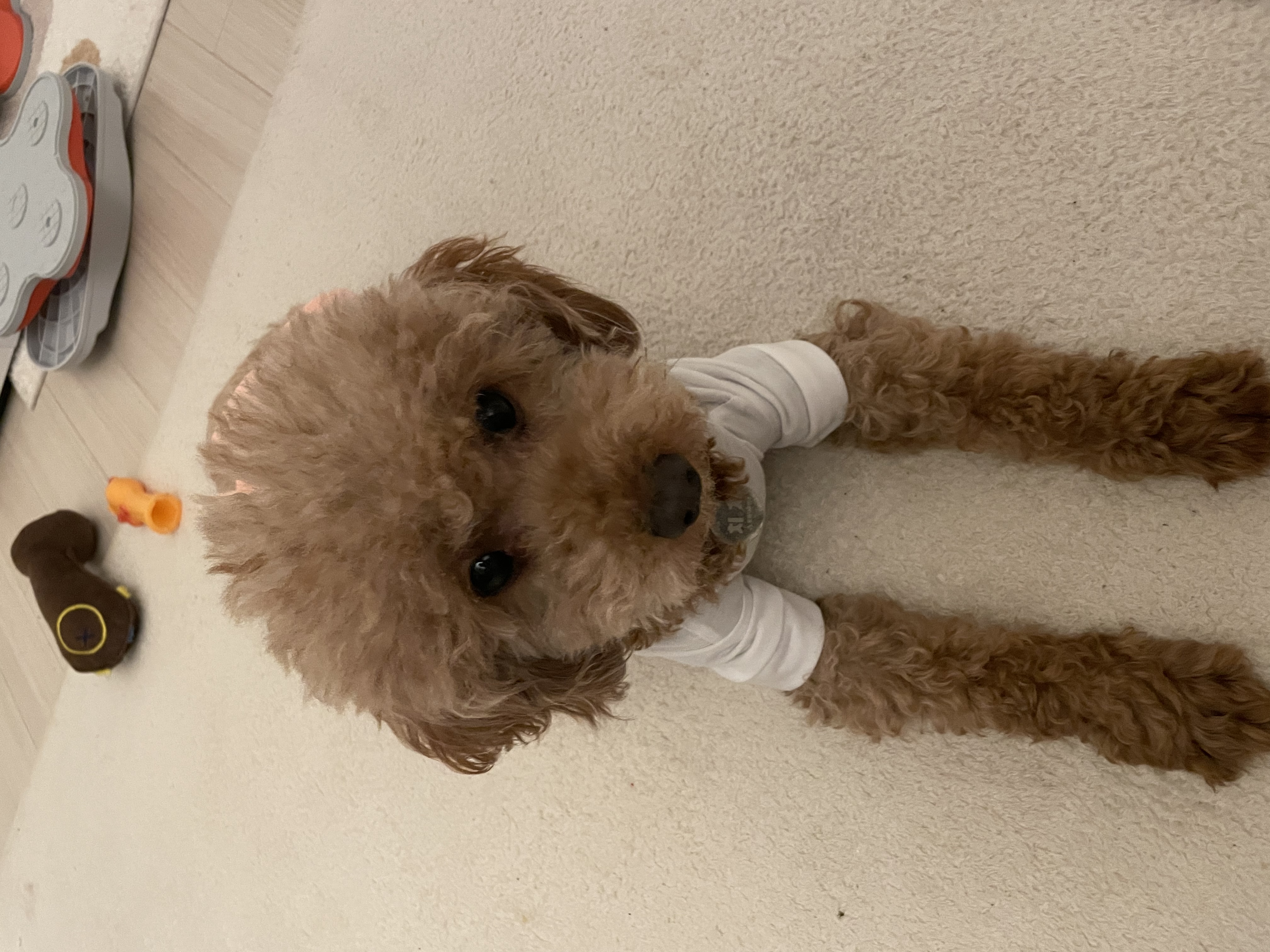 치치 입양 후기 남겨요 