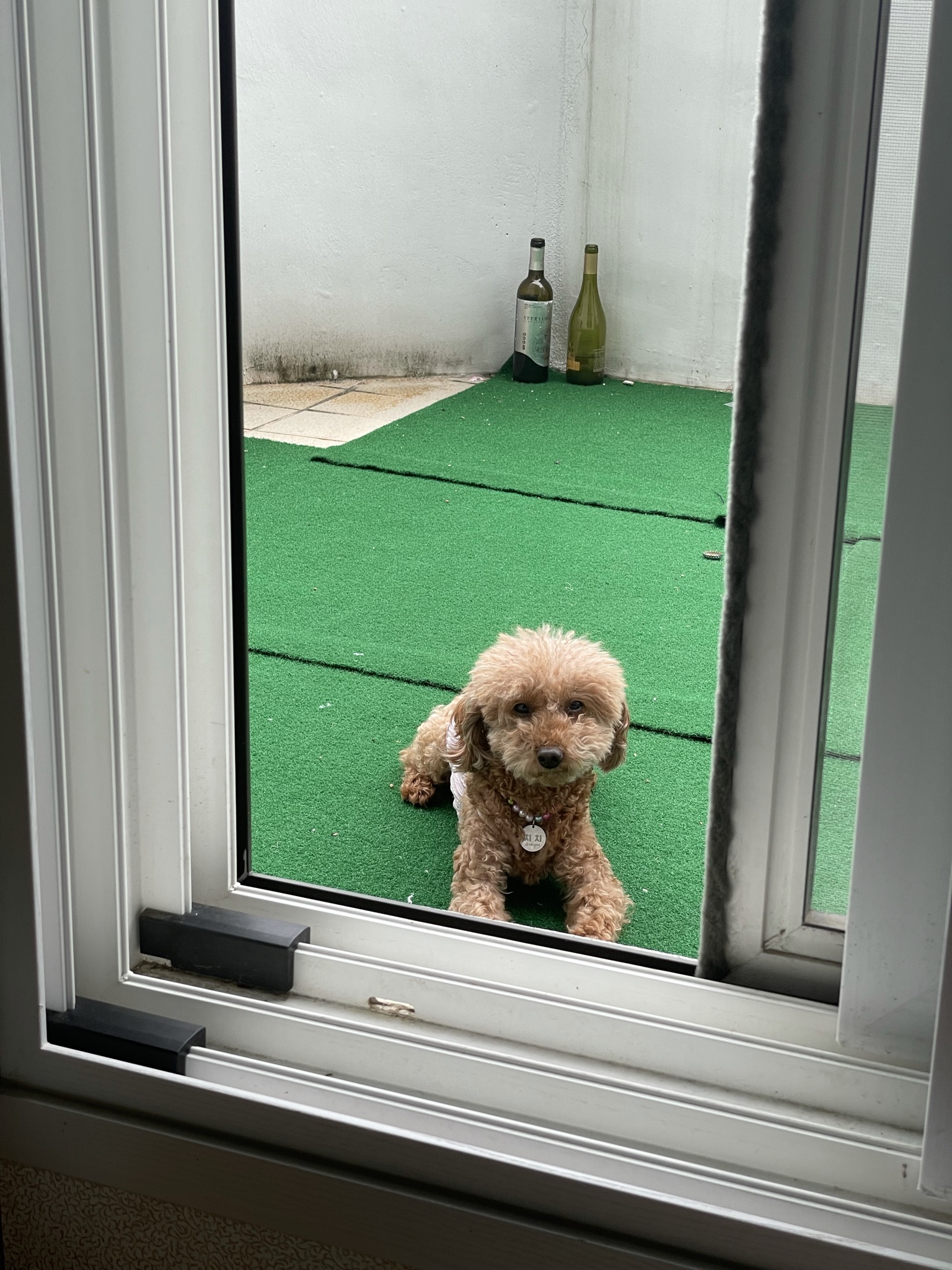 치치 입양 후기 남겨요 