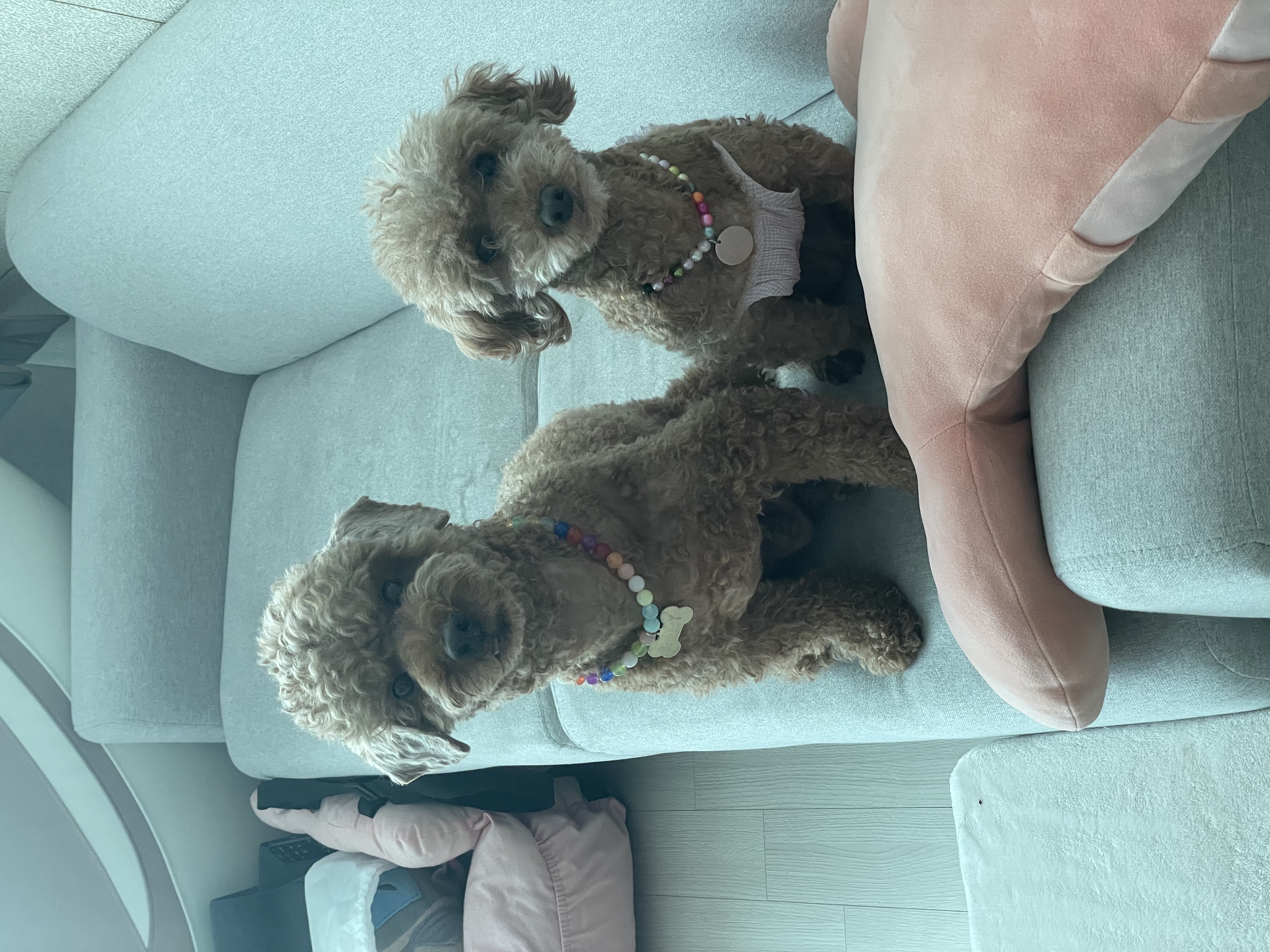 치치 입양 후기 남겨요 