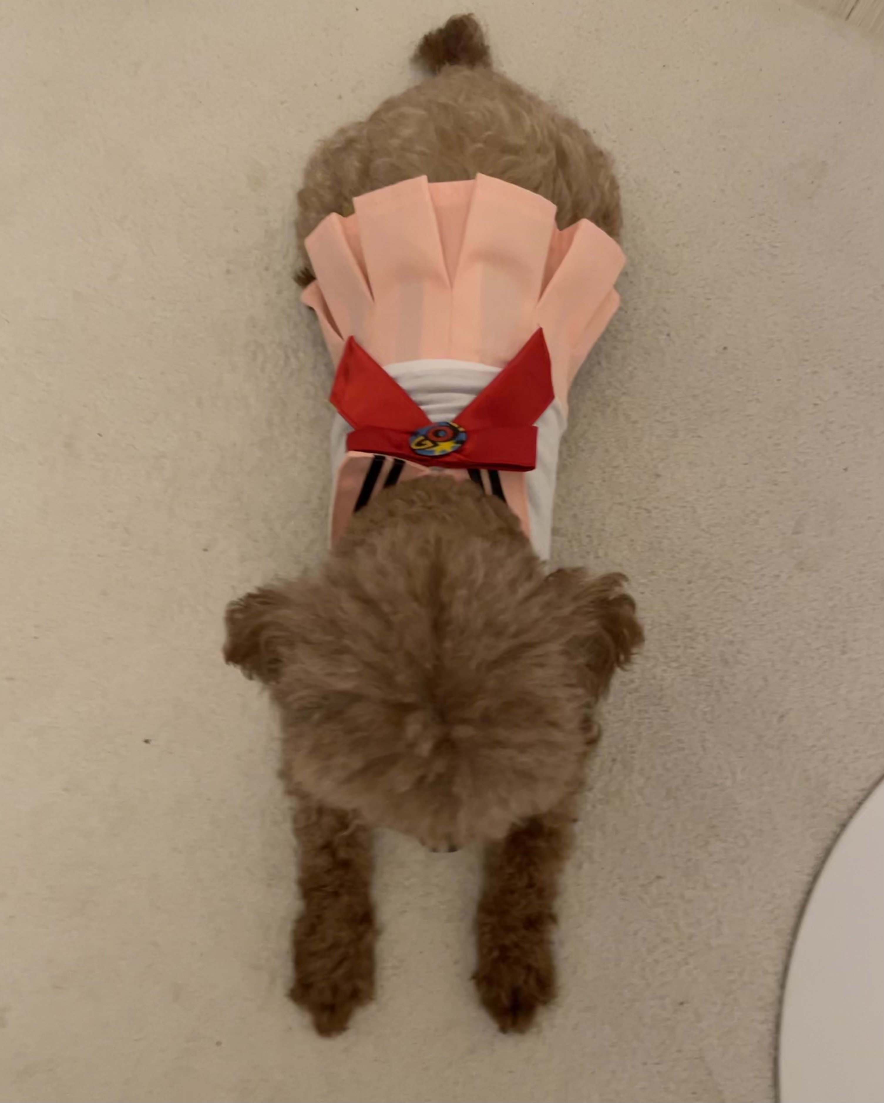 치치 입양 후기 남겨요 