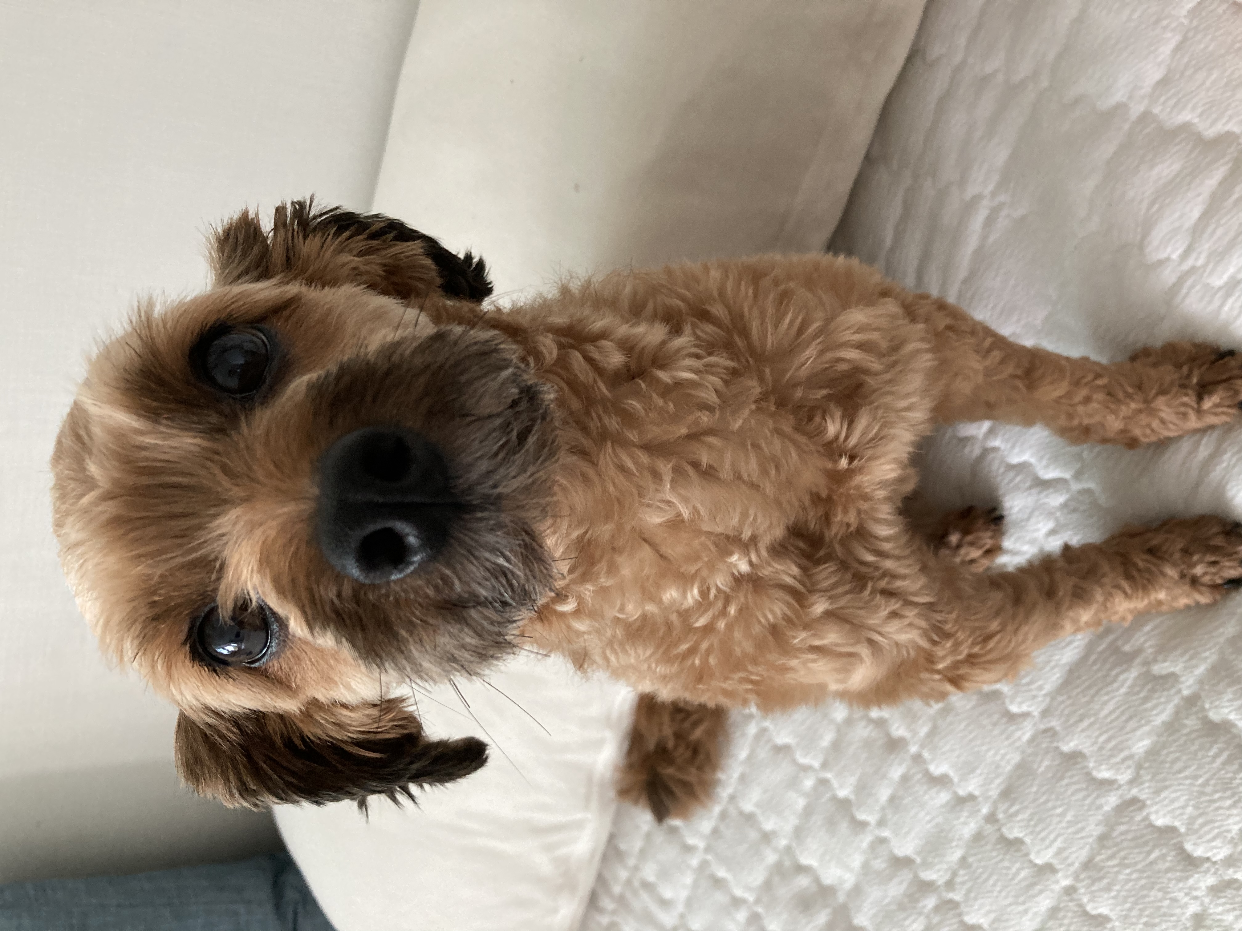 셜리 (구 아롱이)와 함께 한 지 2년이 지났습니다