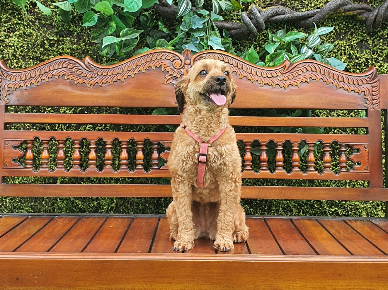 셜리 (구 아롱이)와 함께 한 지 2년이 지났습니다