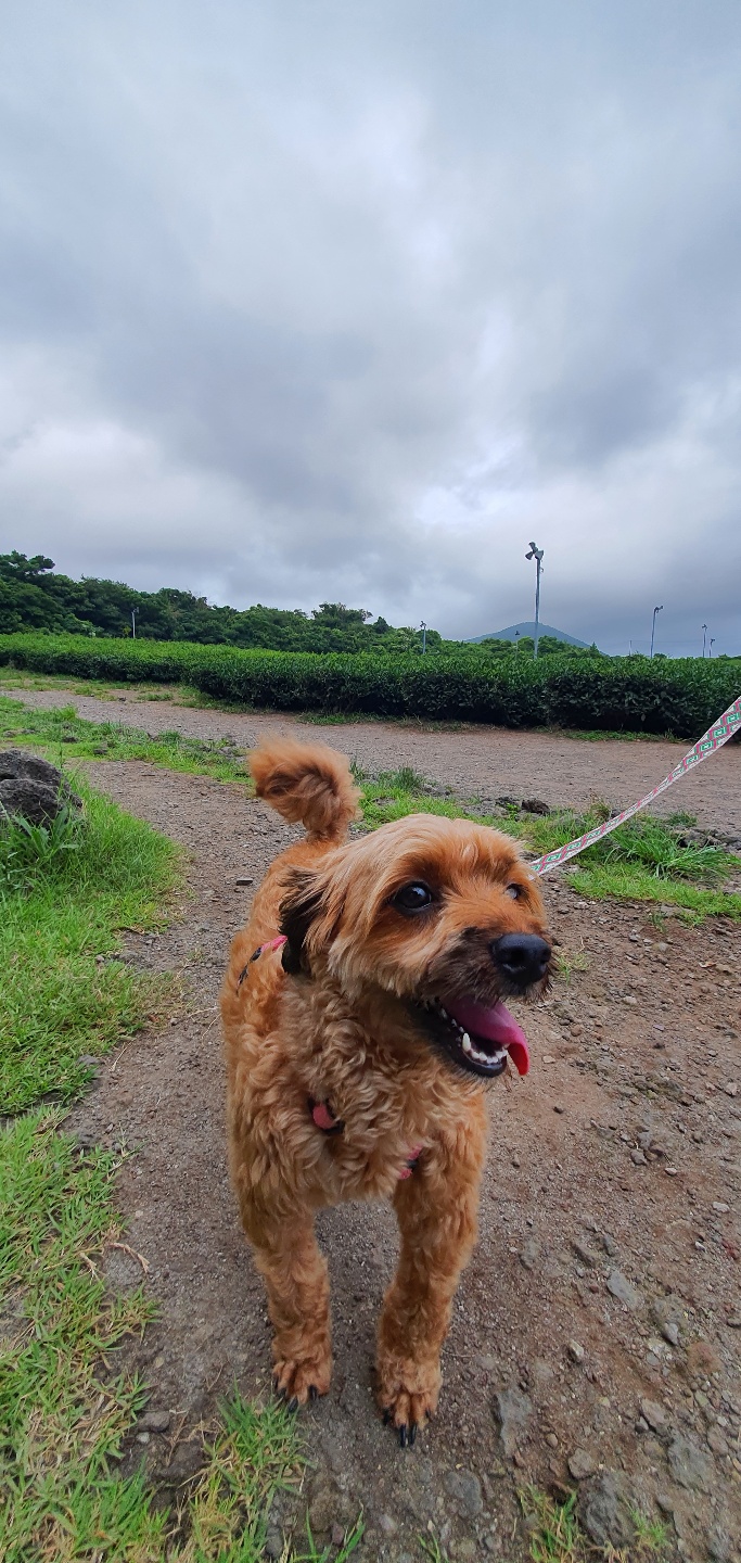 셜리 (구 아롱이)와 함께 한 지 2년이 지났습니다
