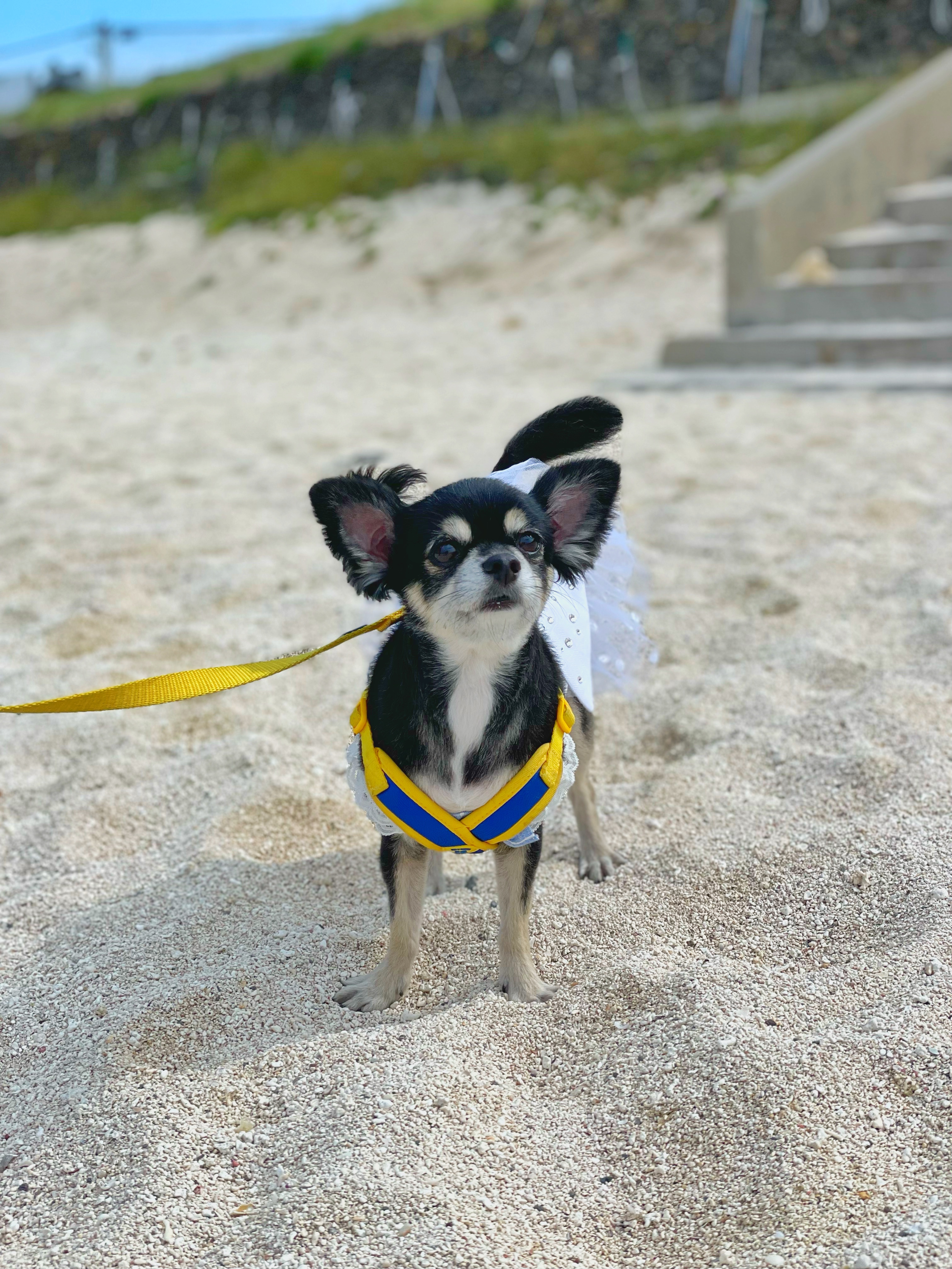 콩알이(구 여신이) 입양한지 2년째