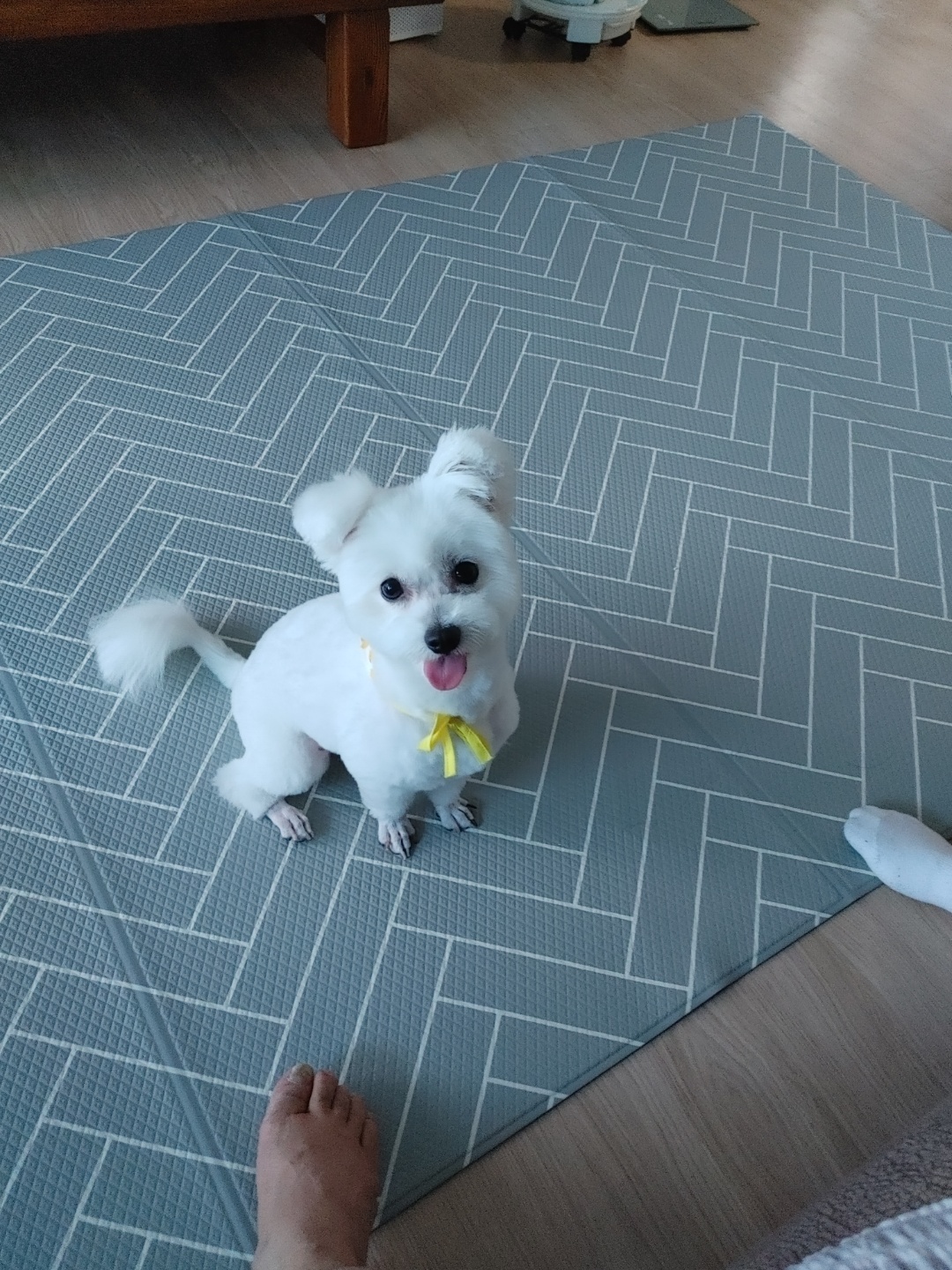 곤지암 이슬이 평택 초코(뿌꾸) 입양후기 입니다