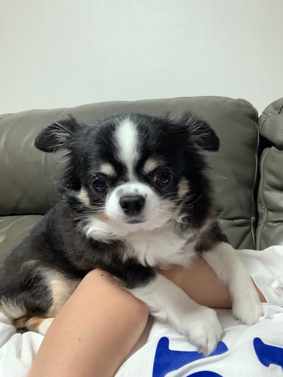 곤지암 이슬이 평택 초코(뿌꾸) 입양후기 입니다