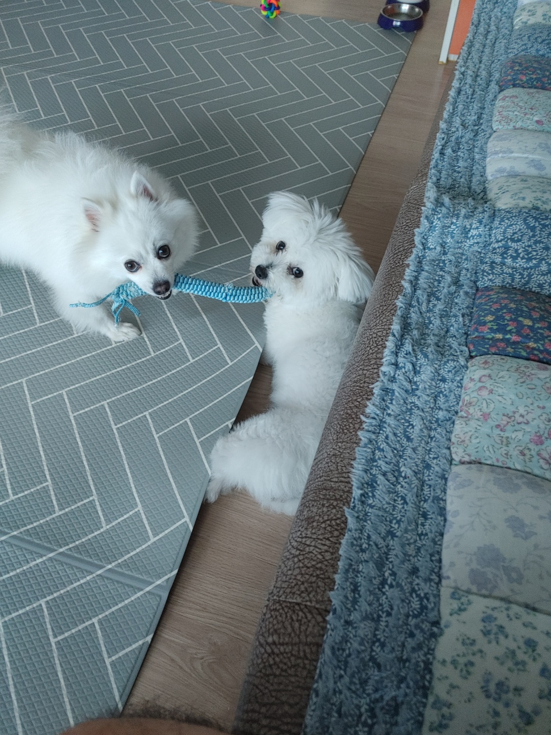 곤지암 이슬이 평택 초코(뿌꾸) 입양후기 입니다