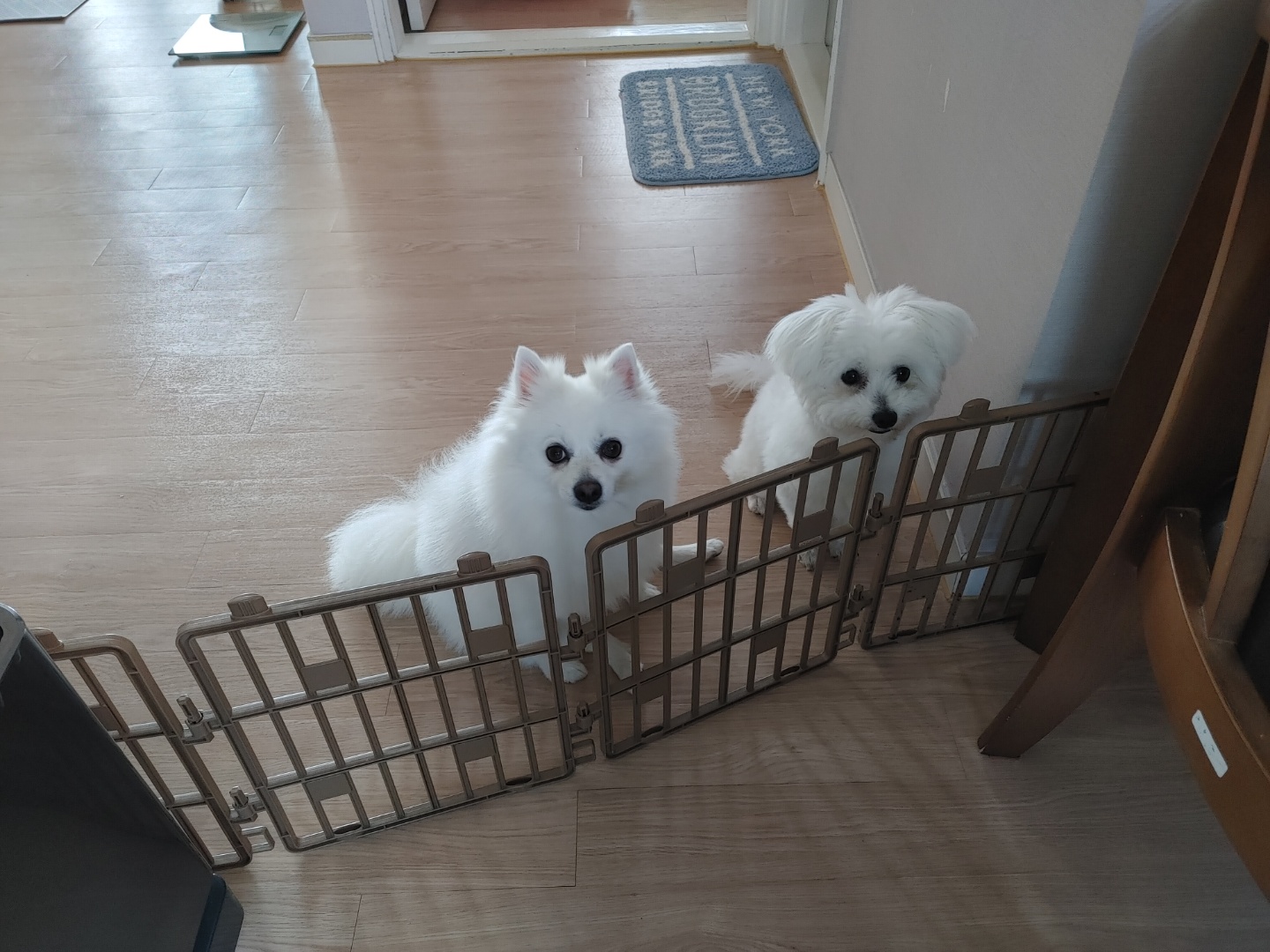 곤지암 이슬이 평택 초코(뿌꾸) 입양후기 입니다