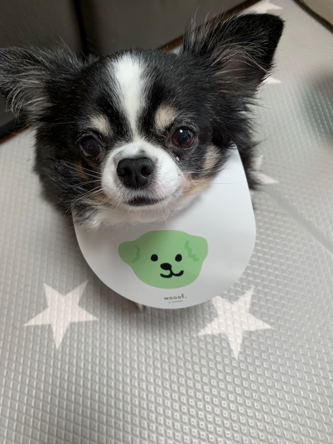 곤지암 이슬이 평택 초코(뿌꾸) 입양후기 입니다