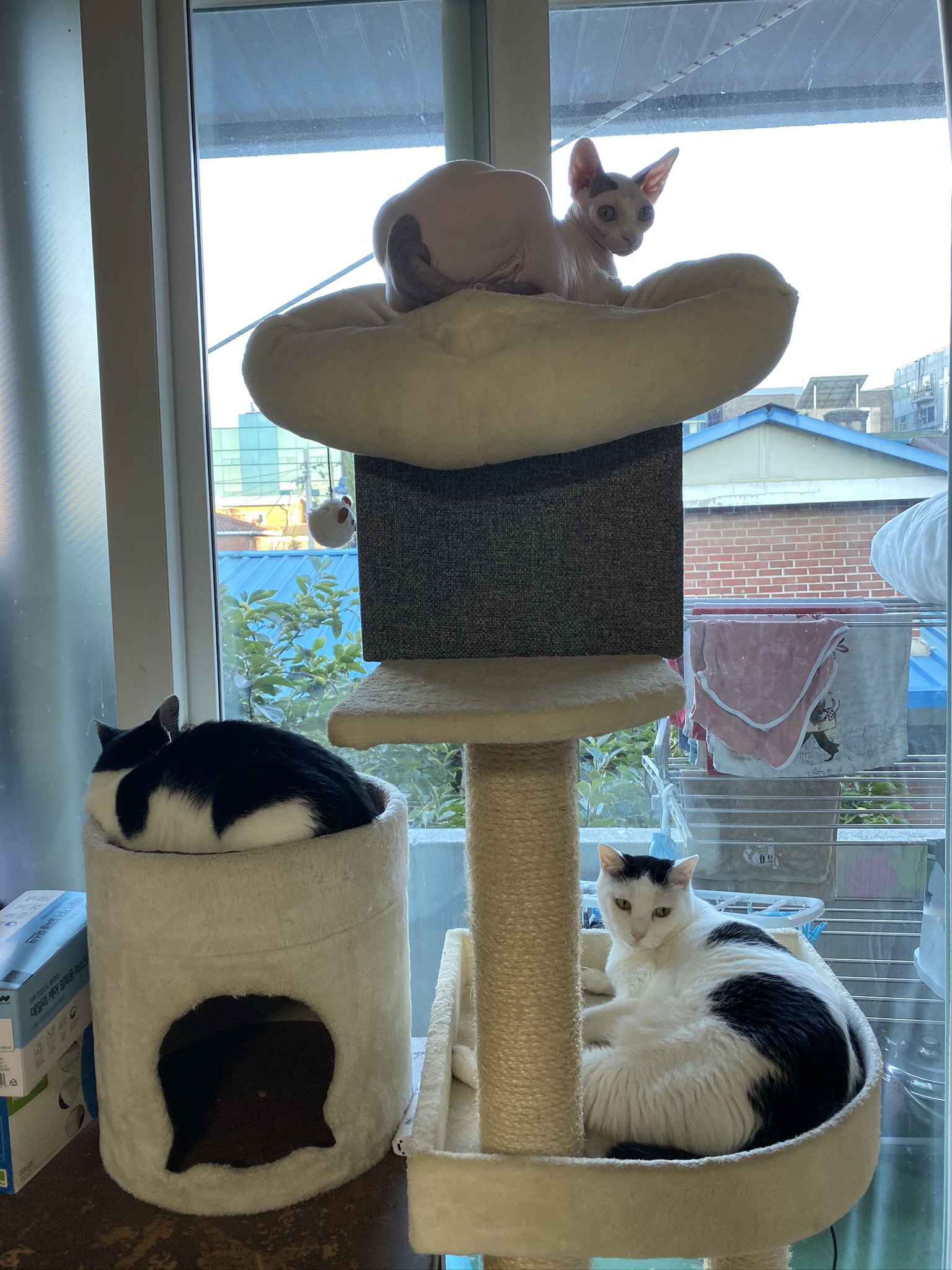 미미와 나나 입양후