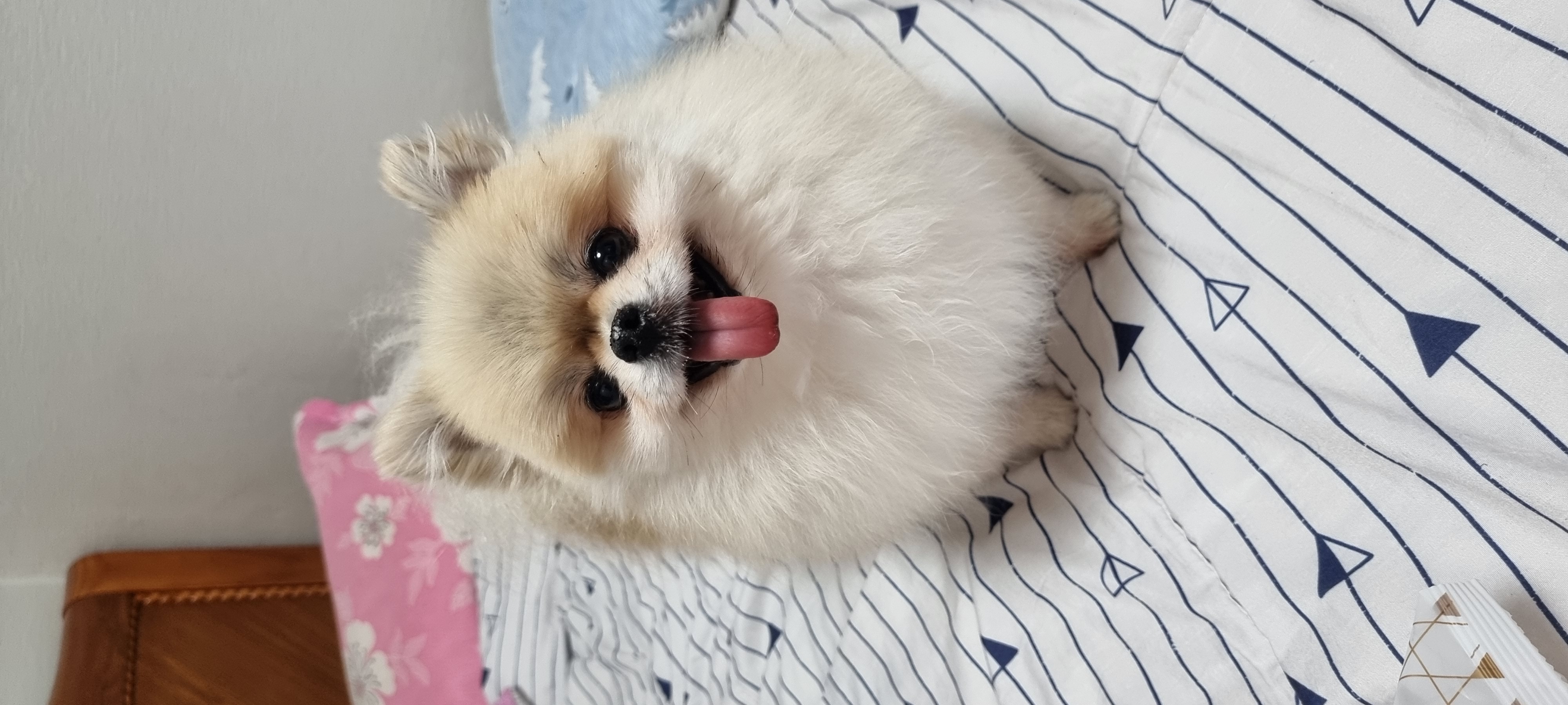 ❤제나가 우리가족이 된 지 5개월 차❤