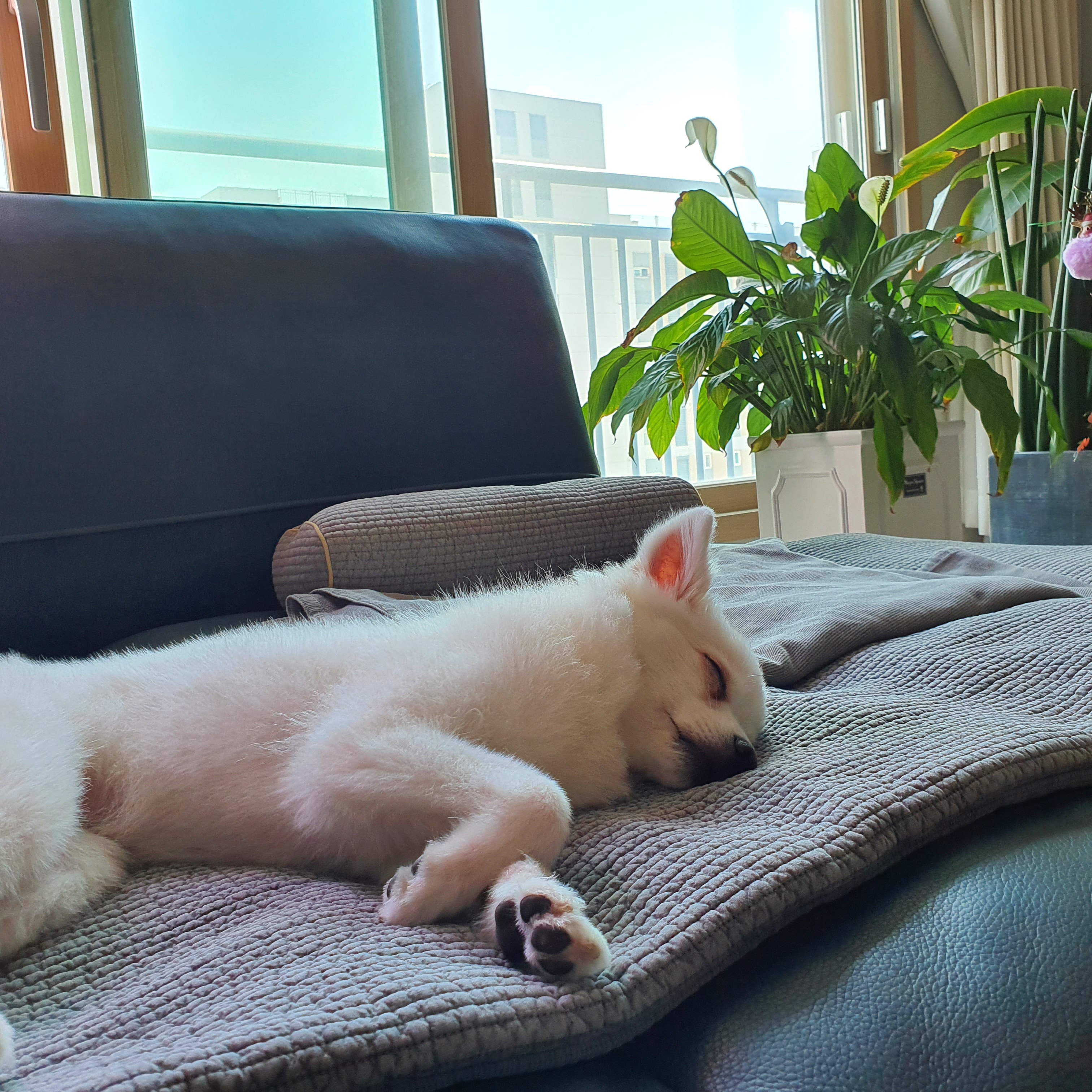 푸우 입양후 지금까지 