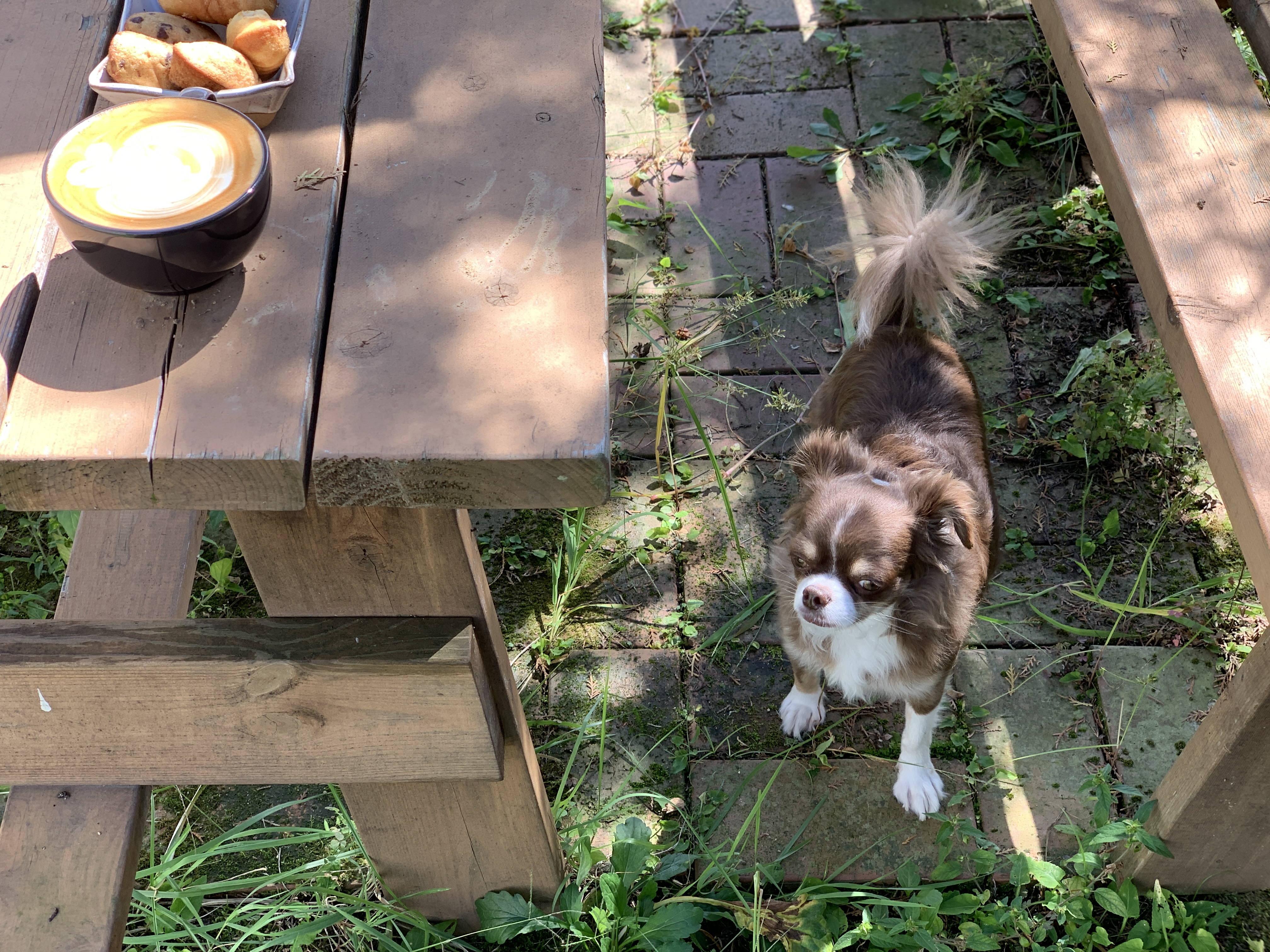 평택치와와 멍돌이(샌드)를 입양한 지 2년 반이 지났습니다. 