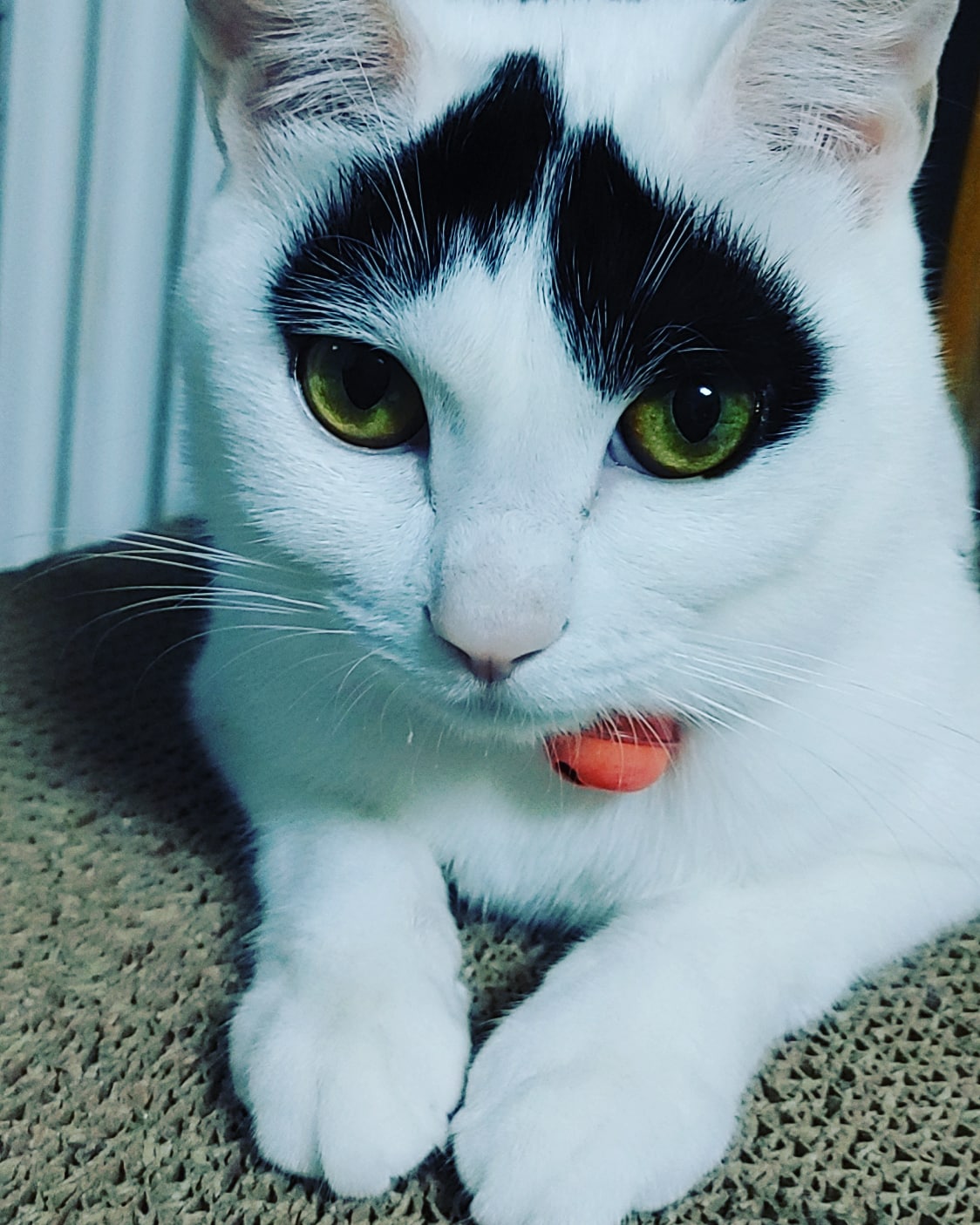 하니영이 입양1년이 지났네욤~