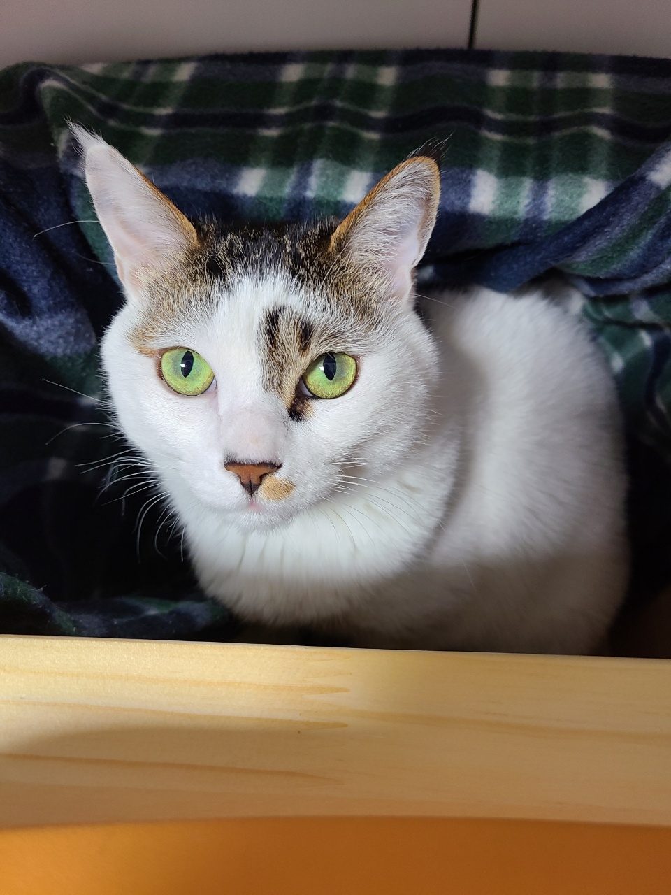 저희 후추벌써 15개월됐어요~