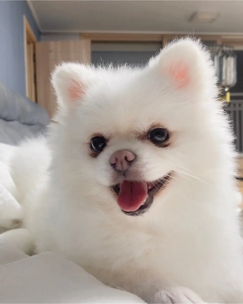 흰돌이 6개월 이야기