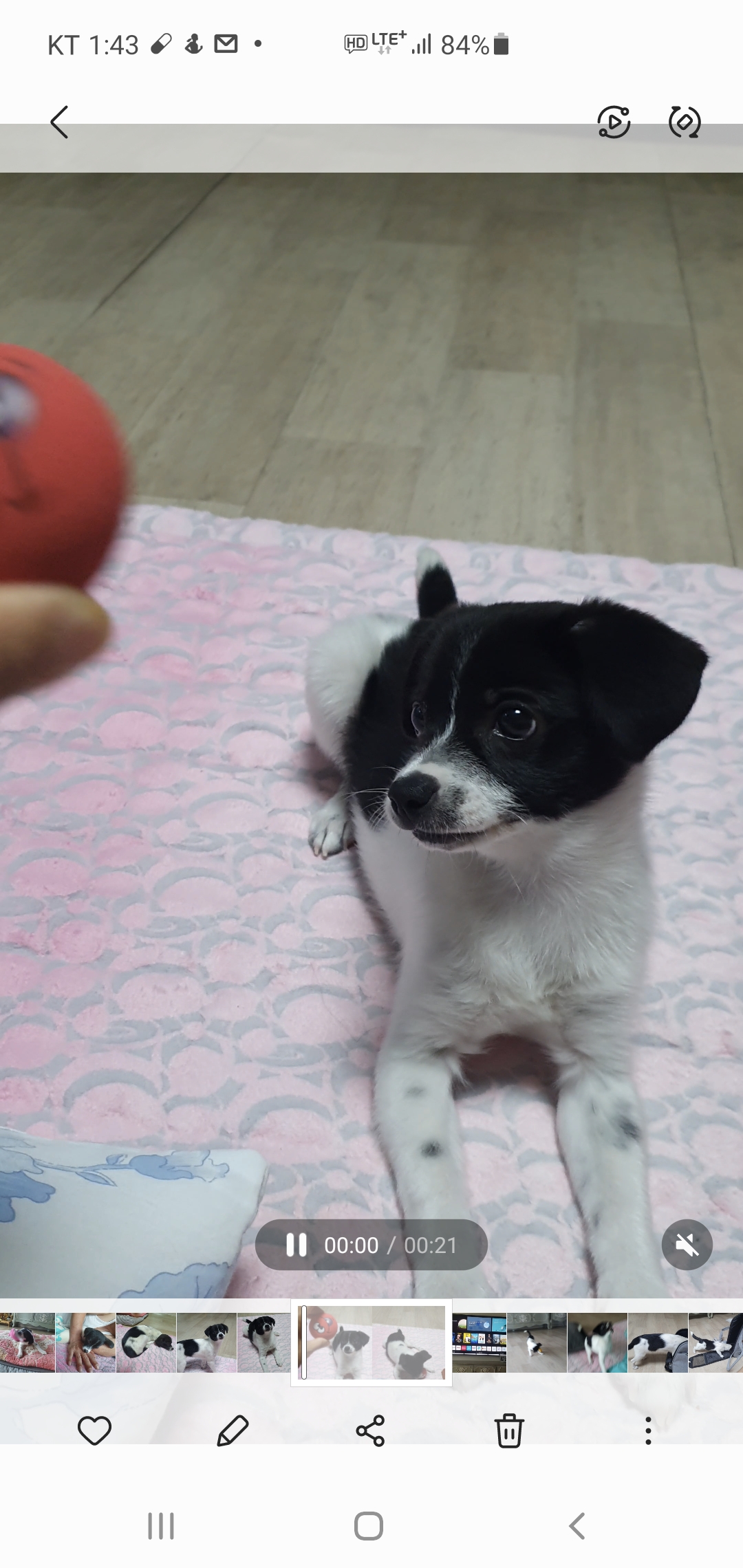 하니(모원)입양 3주차