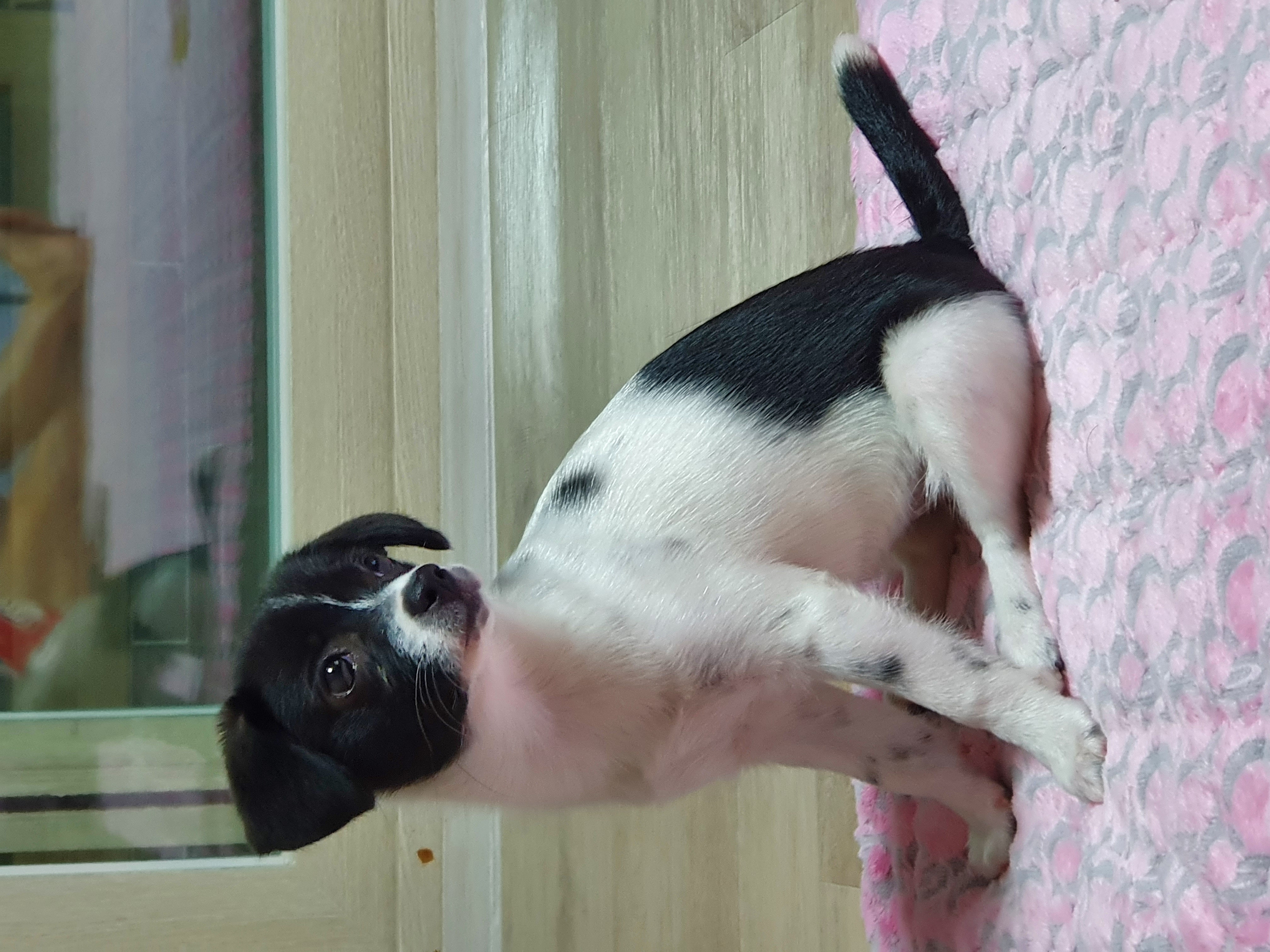 하니(모원)입양 3주차