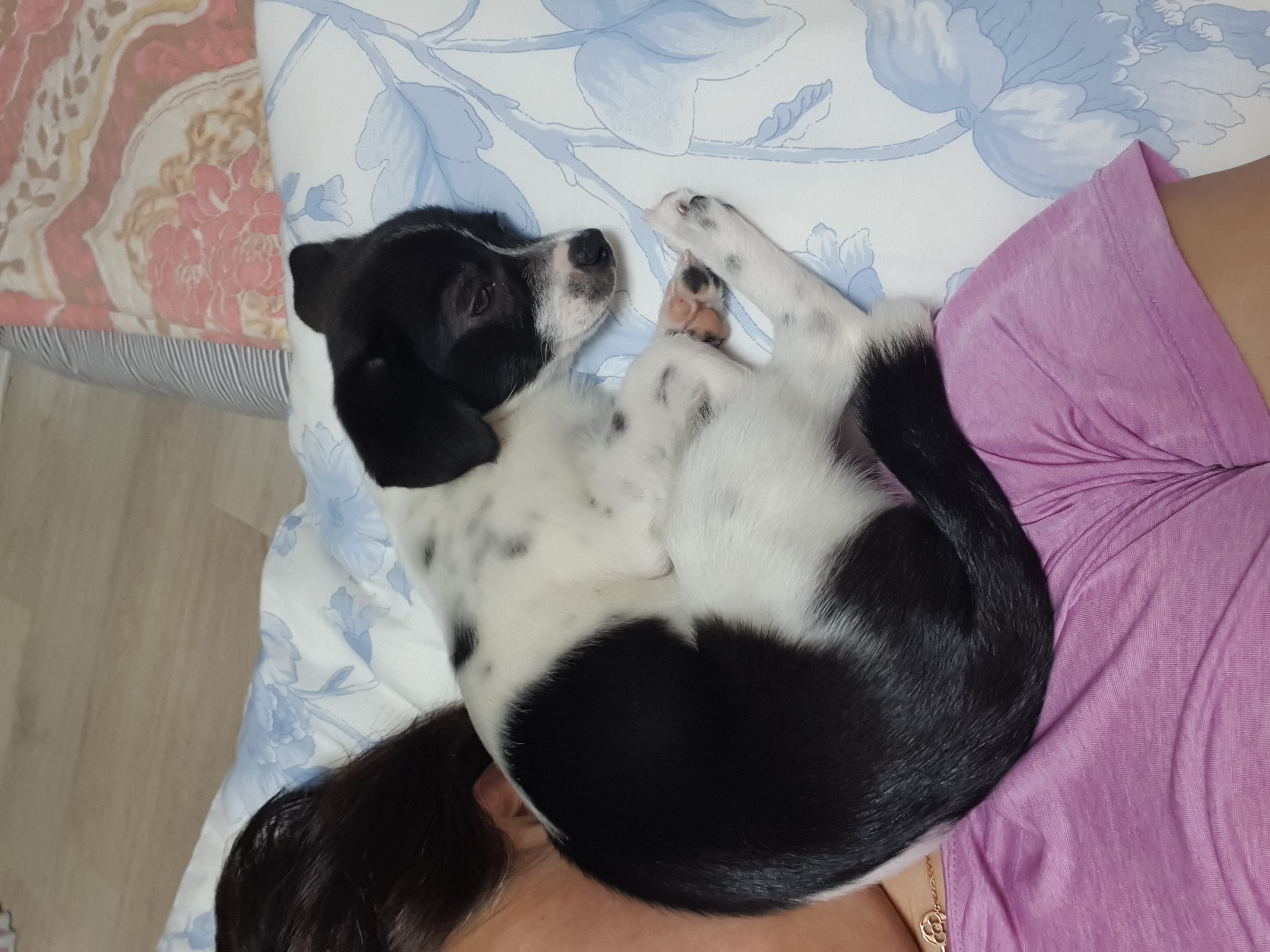 하니(모원)입양 3주차