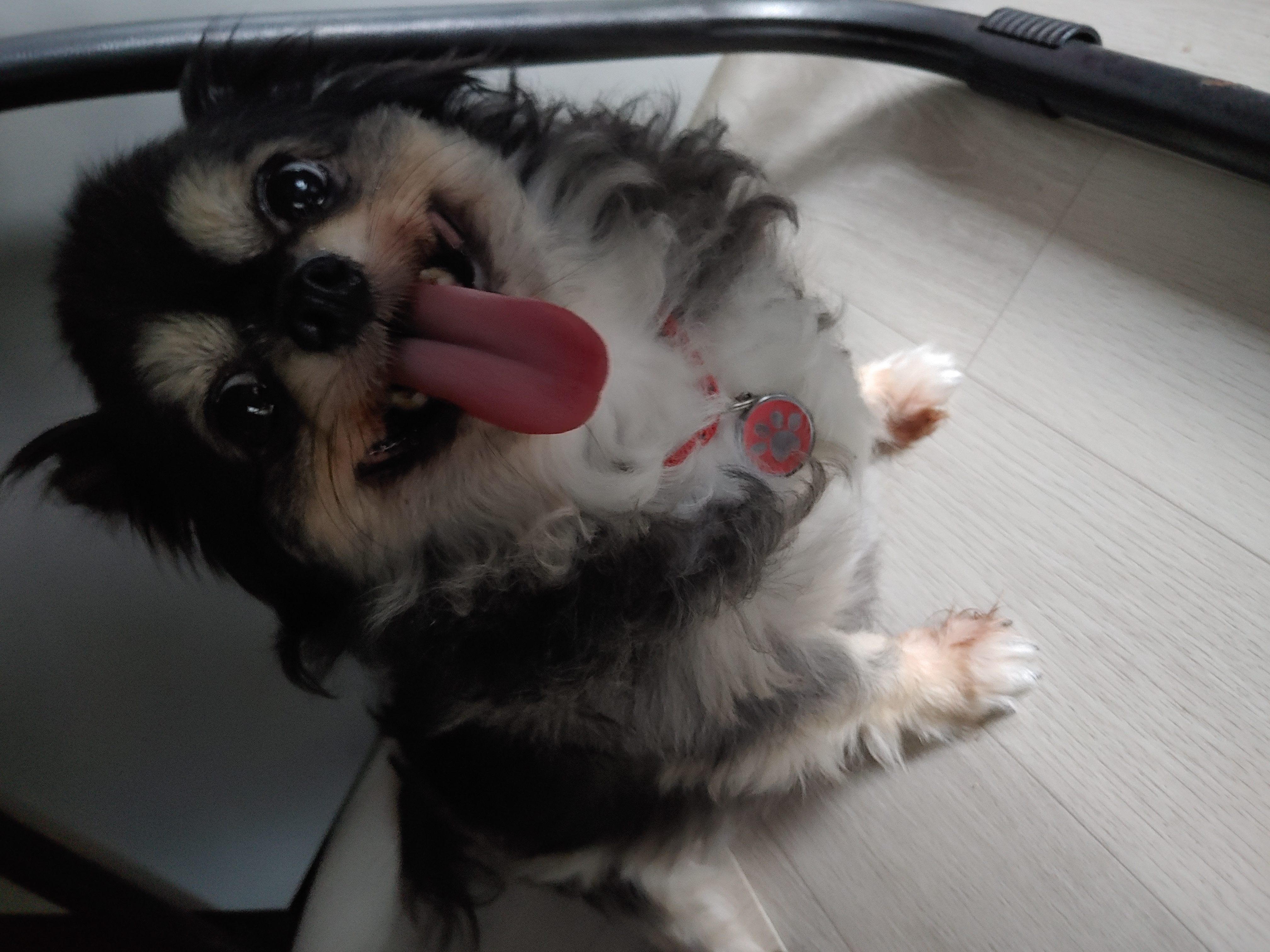 2019년 입양한 야미 가족입니다