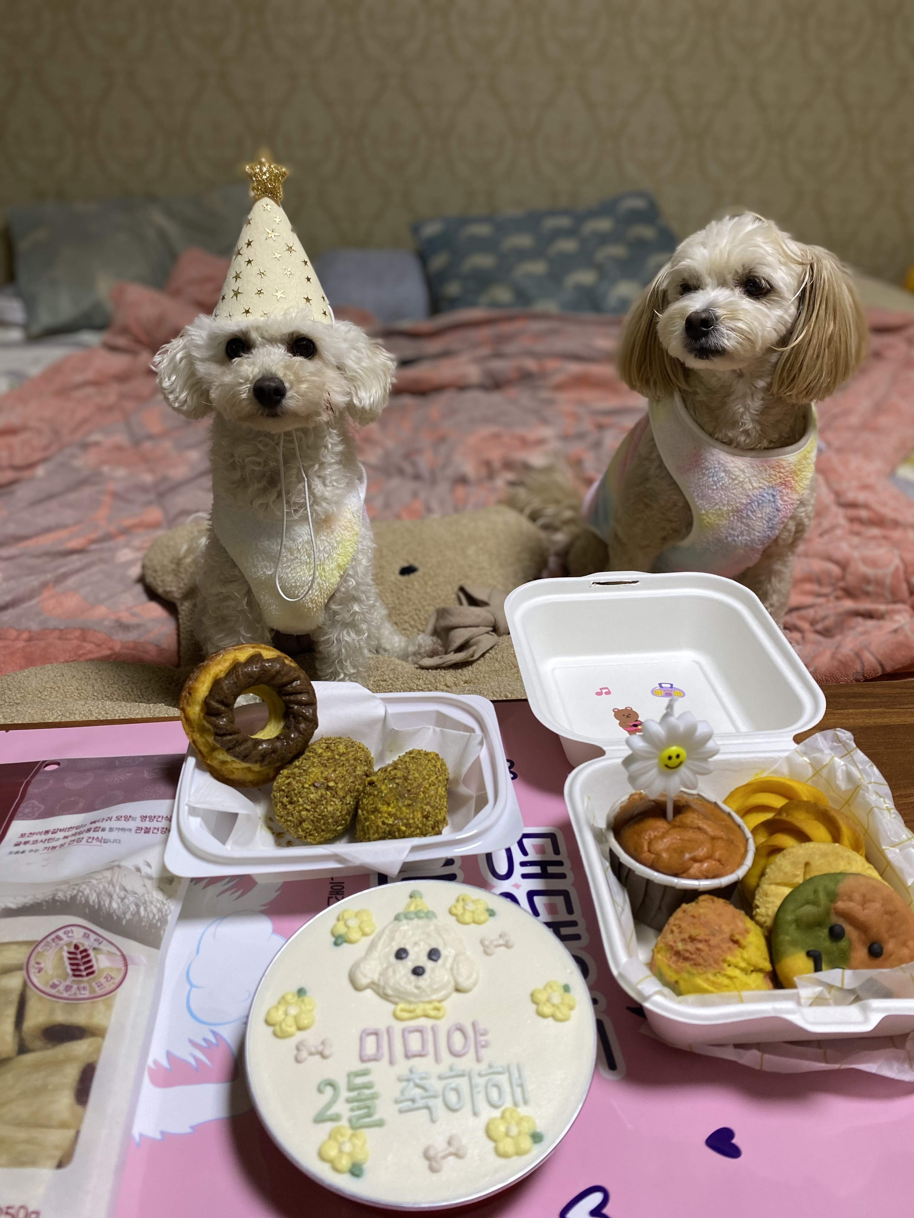 행복이(똘이)입양4년, 미미(미나리)입양2년 되었어요