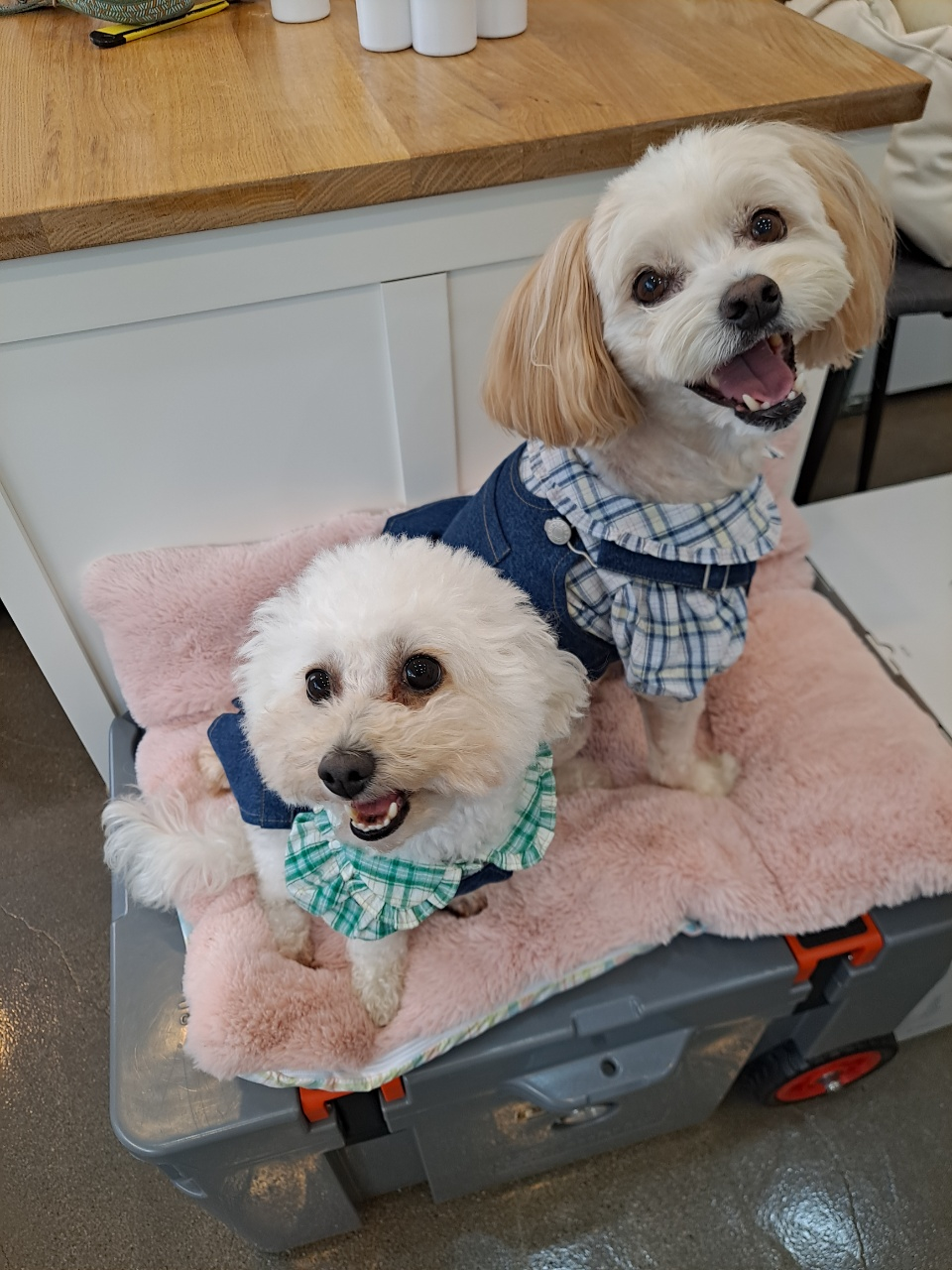 행복이(똘이)입양4년, 미미(미나리)입양2년 되었어요