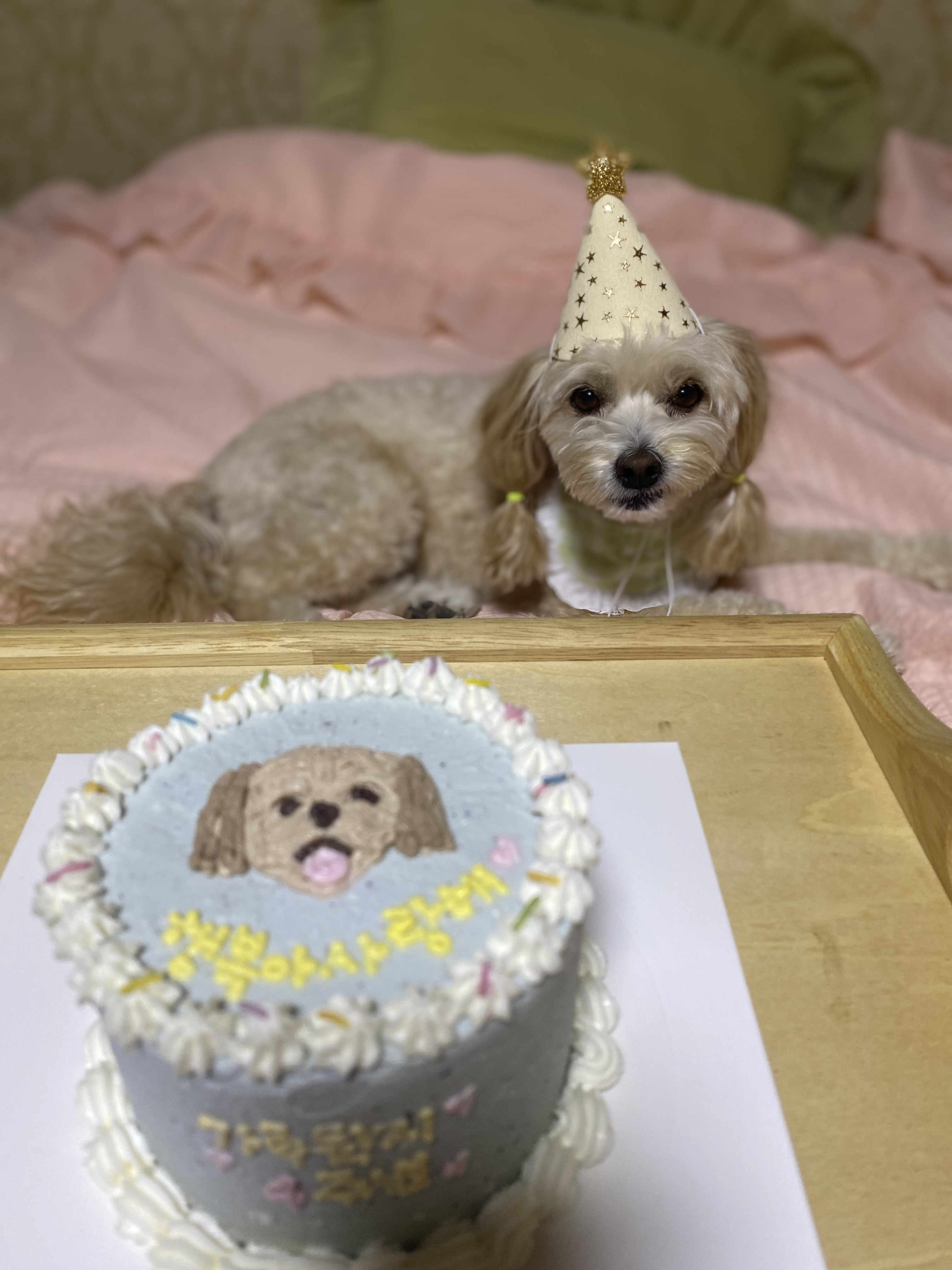 행복이(똘이)입양4년, 미미(미나리)입양2년 되었어요